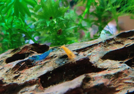 Baby Shrimp Not Growing In Months & Other Problems