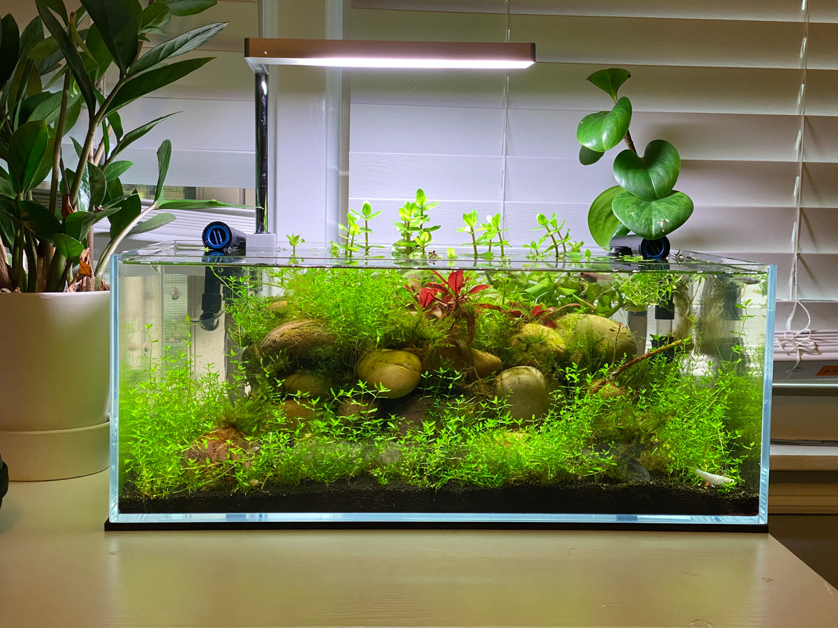 Aquarium Ideas for your House or Apartment Redfin Feature Windy