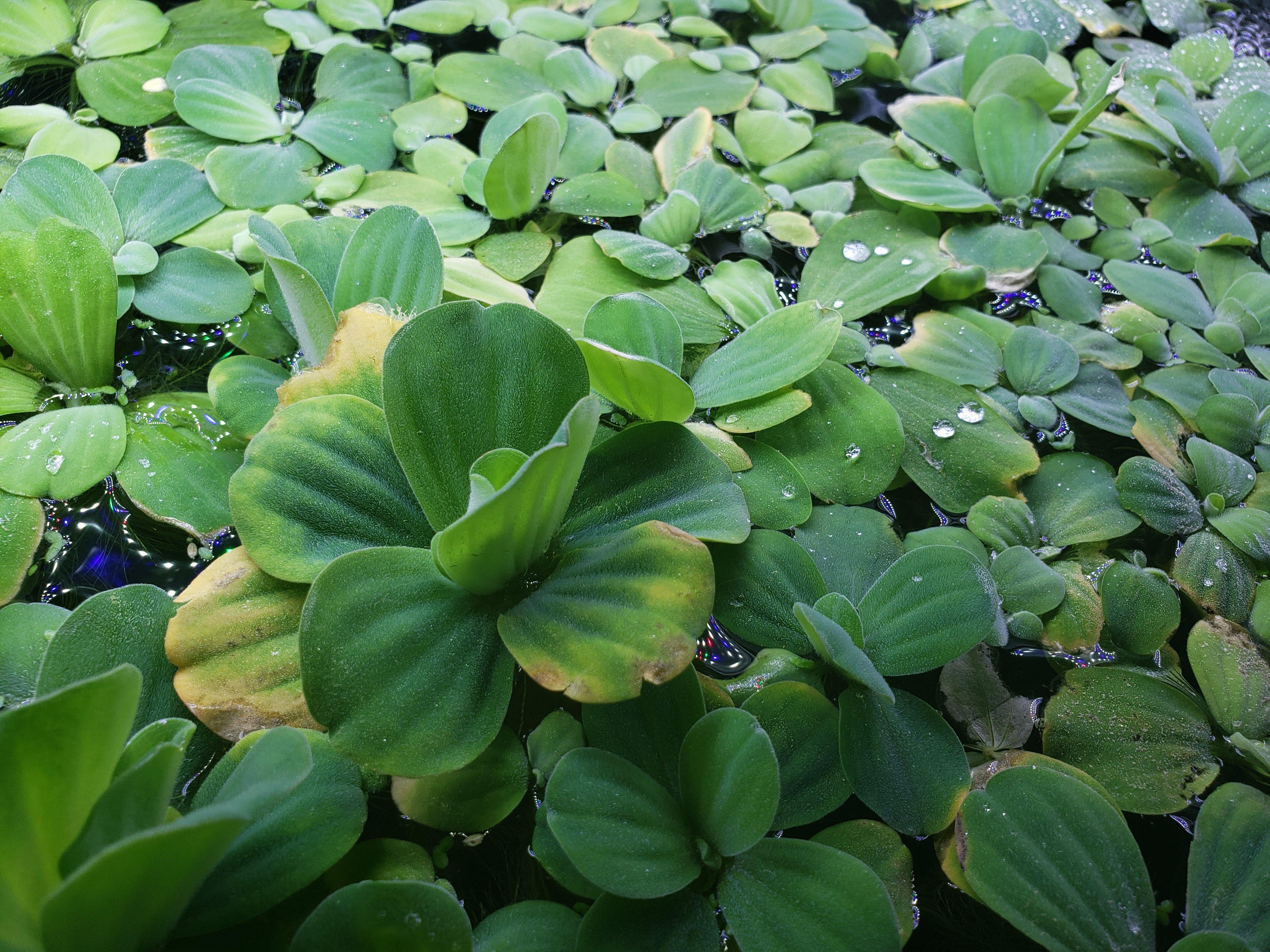 Floating Aquarium Plants | Windy City Aquariums