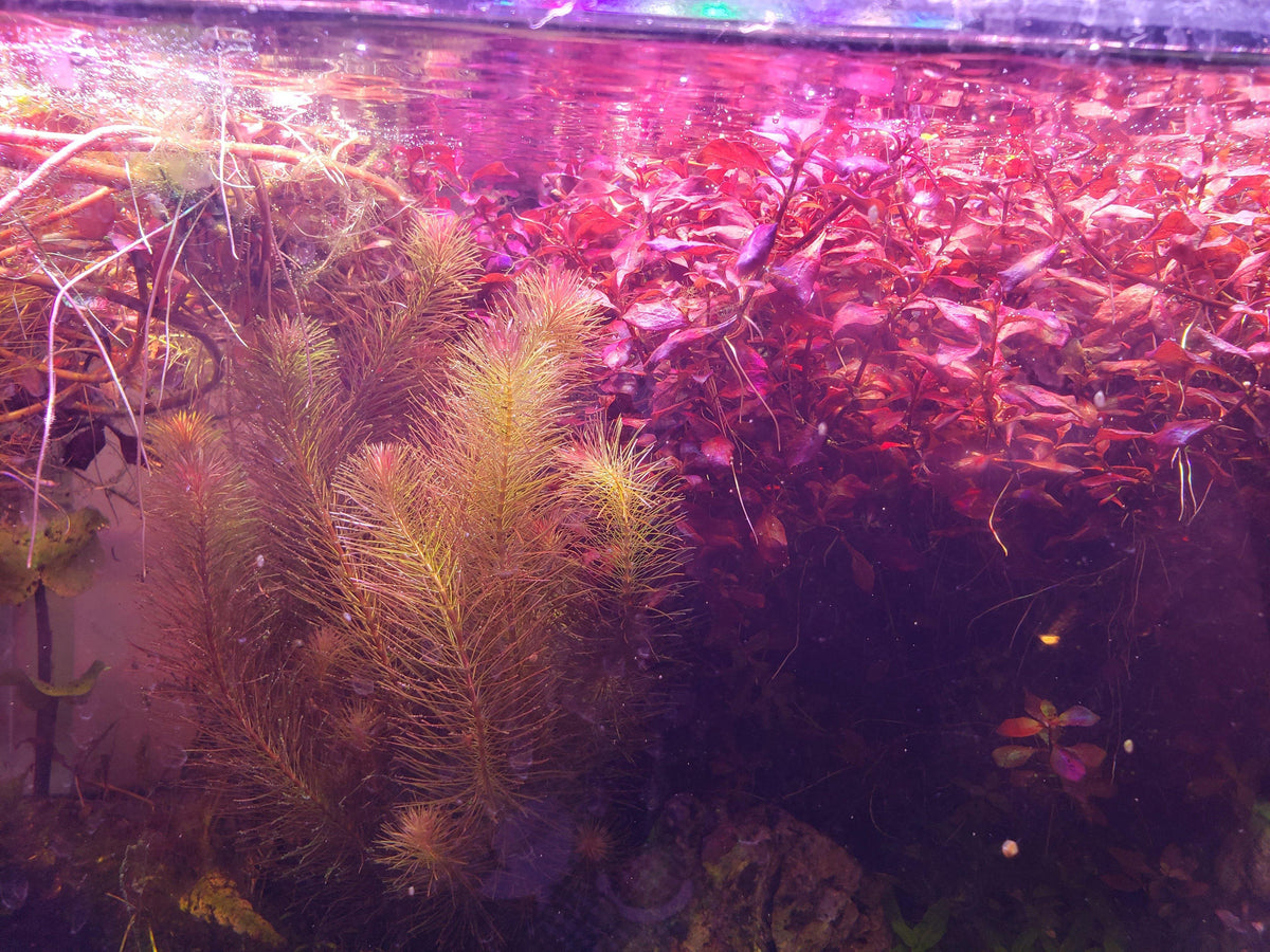 Background Aquarium Plants Shop Live Aquatic Plants Windy City