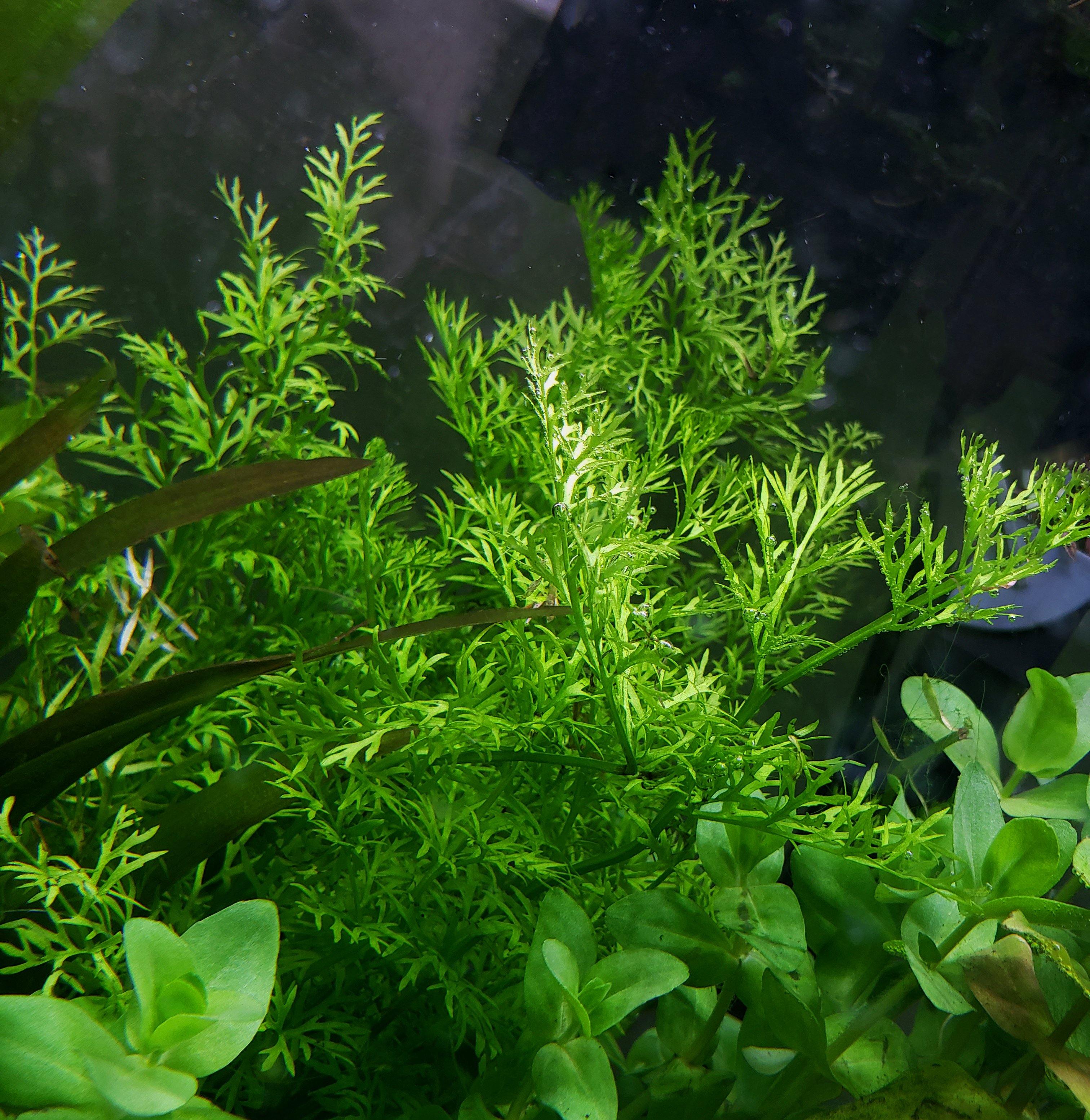 Fern-Like Aquarium Plants | Windy City Aquariums