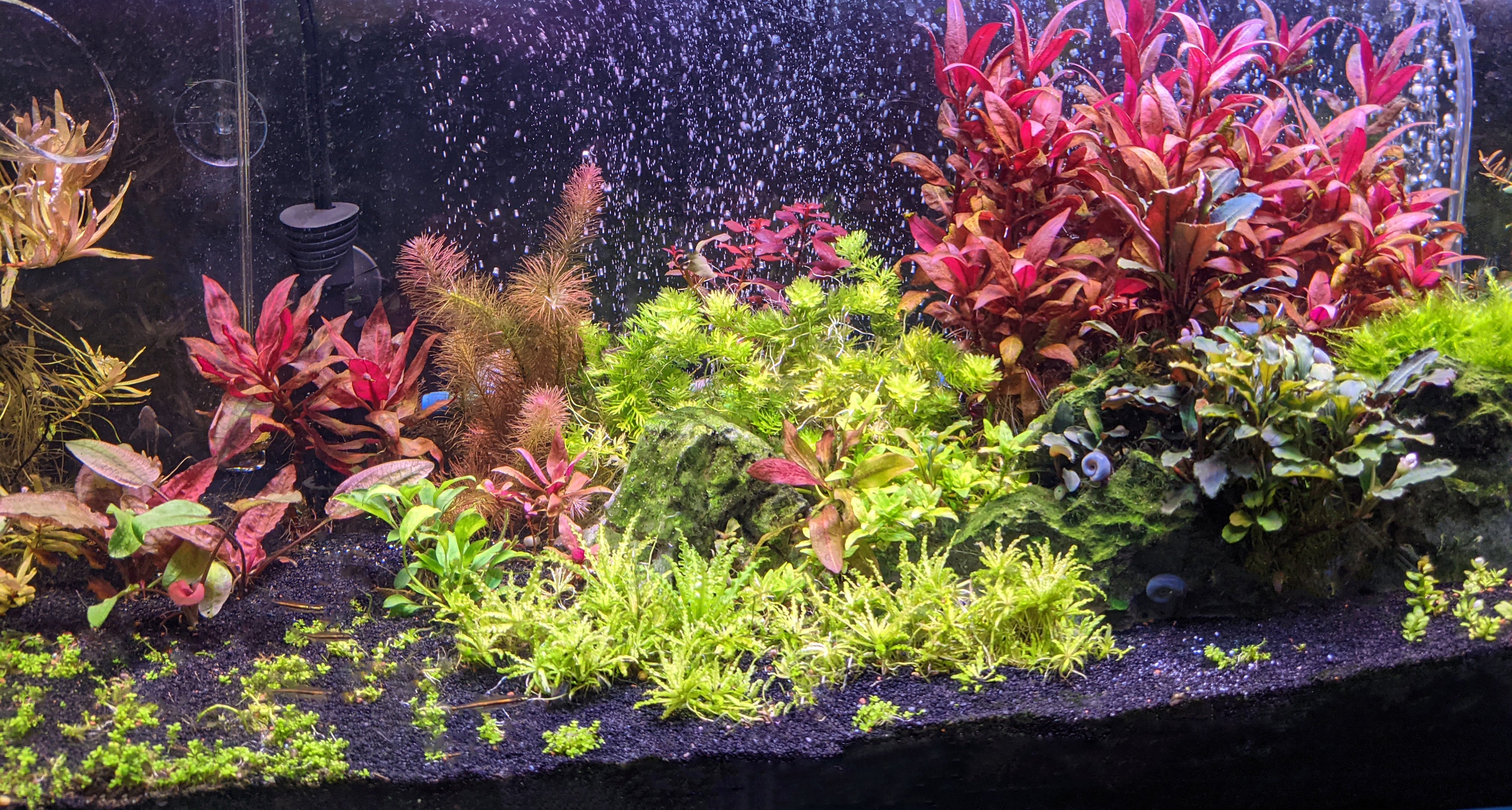 BLACK FRIDAY SALE Windy City Aquariums