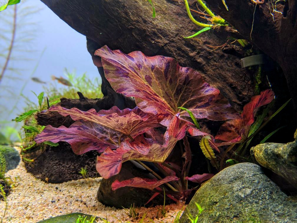 LilyLike & Bulb Aquarium Plants Windy City Aquarium Windy City