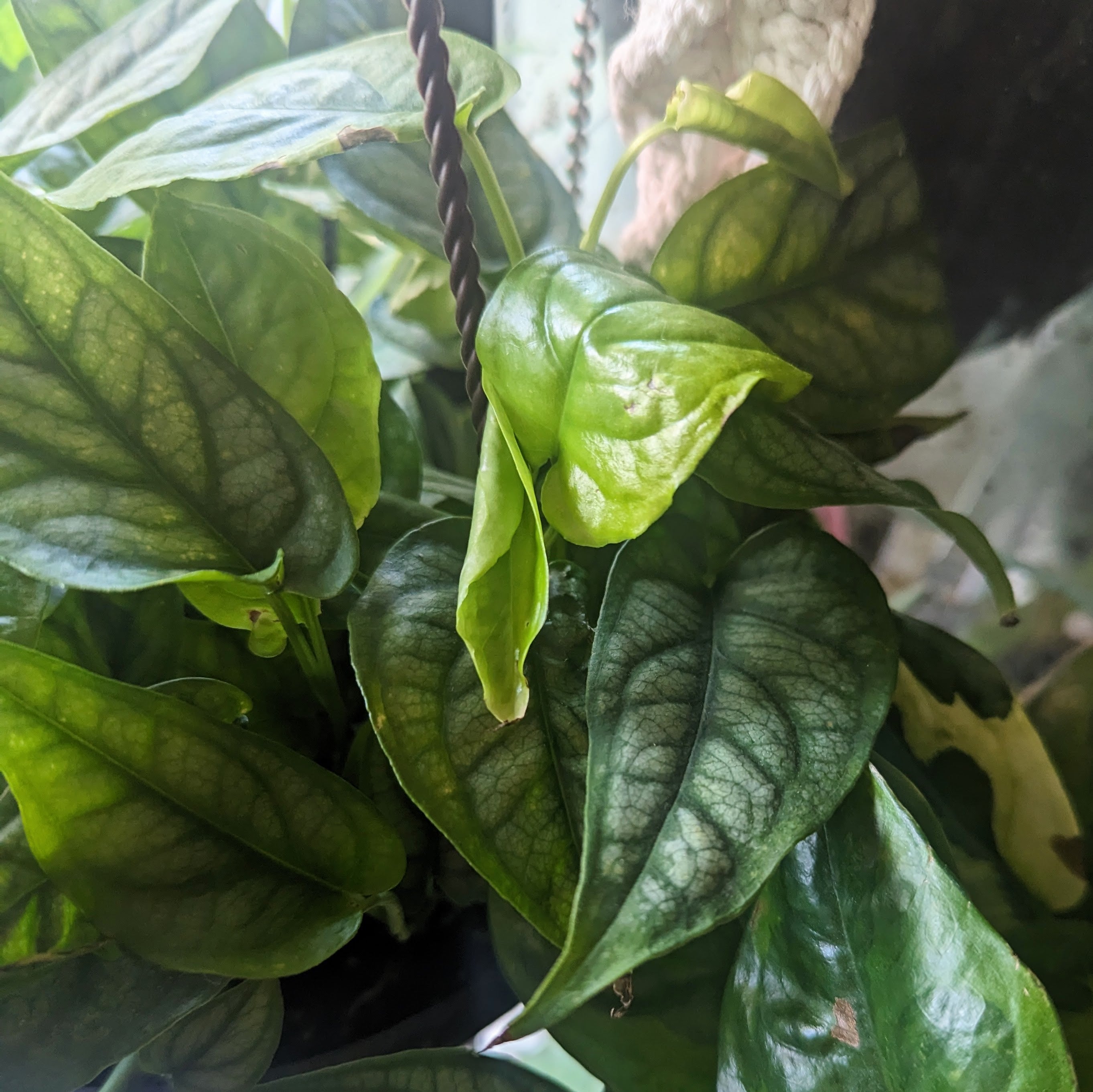 Monstera Siltepecana | Shop Homegrown Live Houseplants