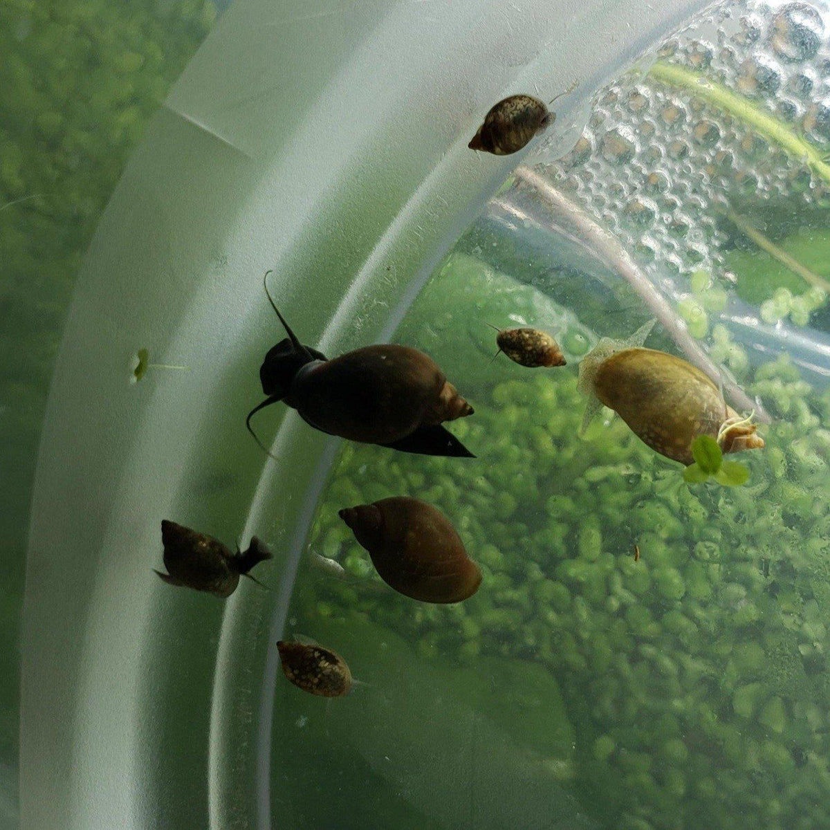 Pond & Bladder Live Feeder Snails (20) Windy City Aquariums