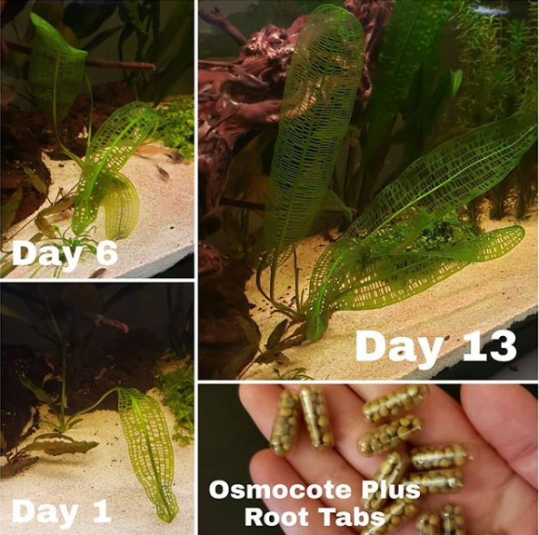 Osmocote Plus Root Tab Aquatic Plant Fertilizer Windy City Aquariums