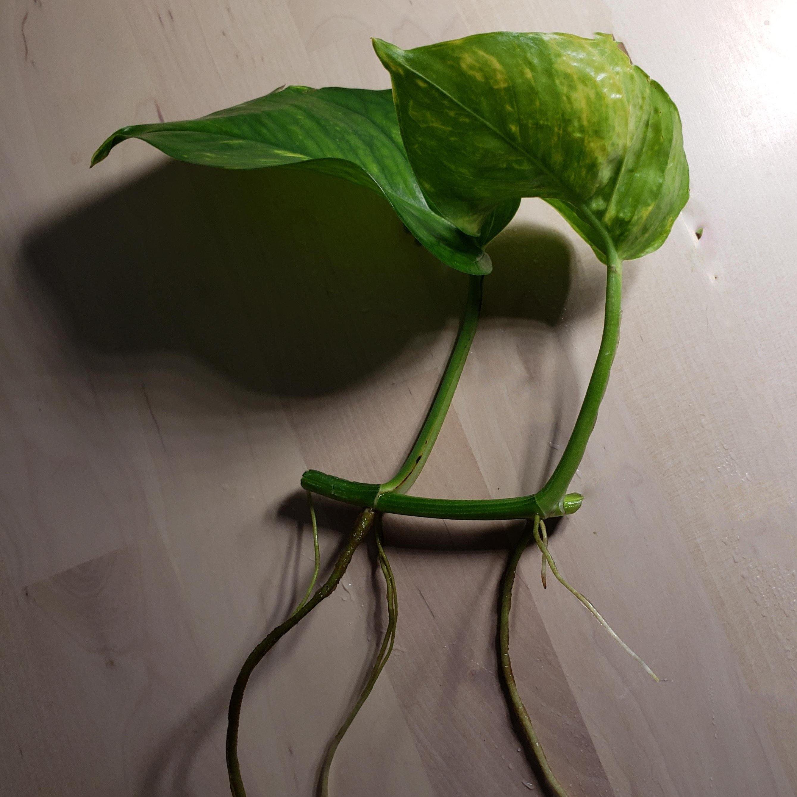 pothos plant for aquarium Golden Pothos | Shop Live Houseplants