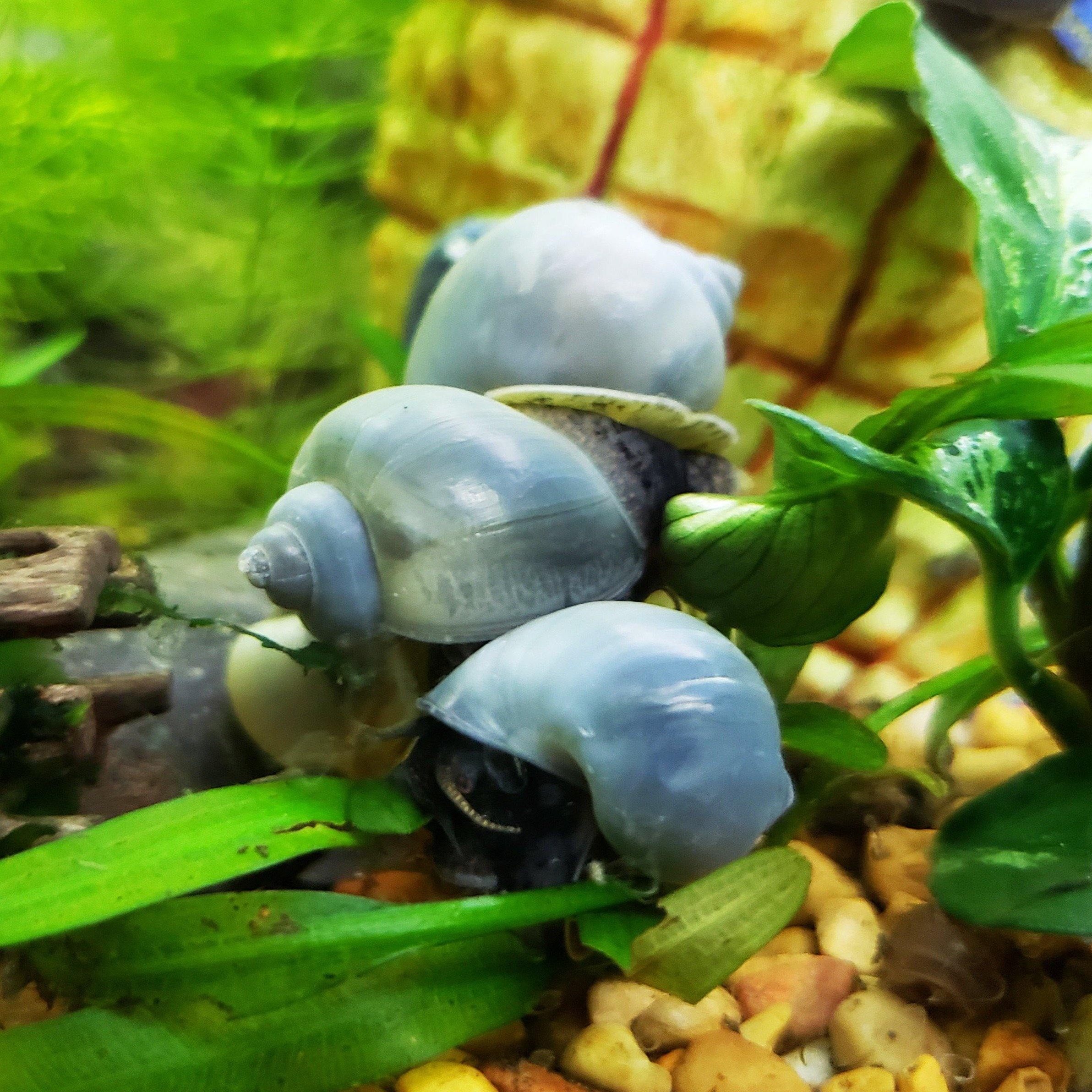 Blue Mystery Snails (Pomacea Bridgesii) | Windy City Aquariums