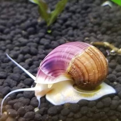 Magenta Mystery Snails (Pomacea Bridgesii) | Windy City Aquariums