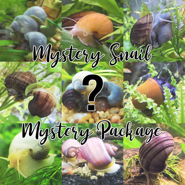 Assorted Mystery Snail Package