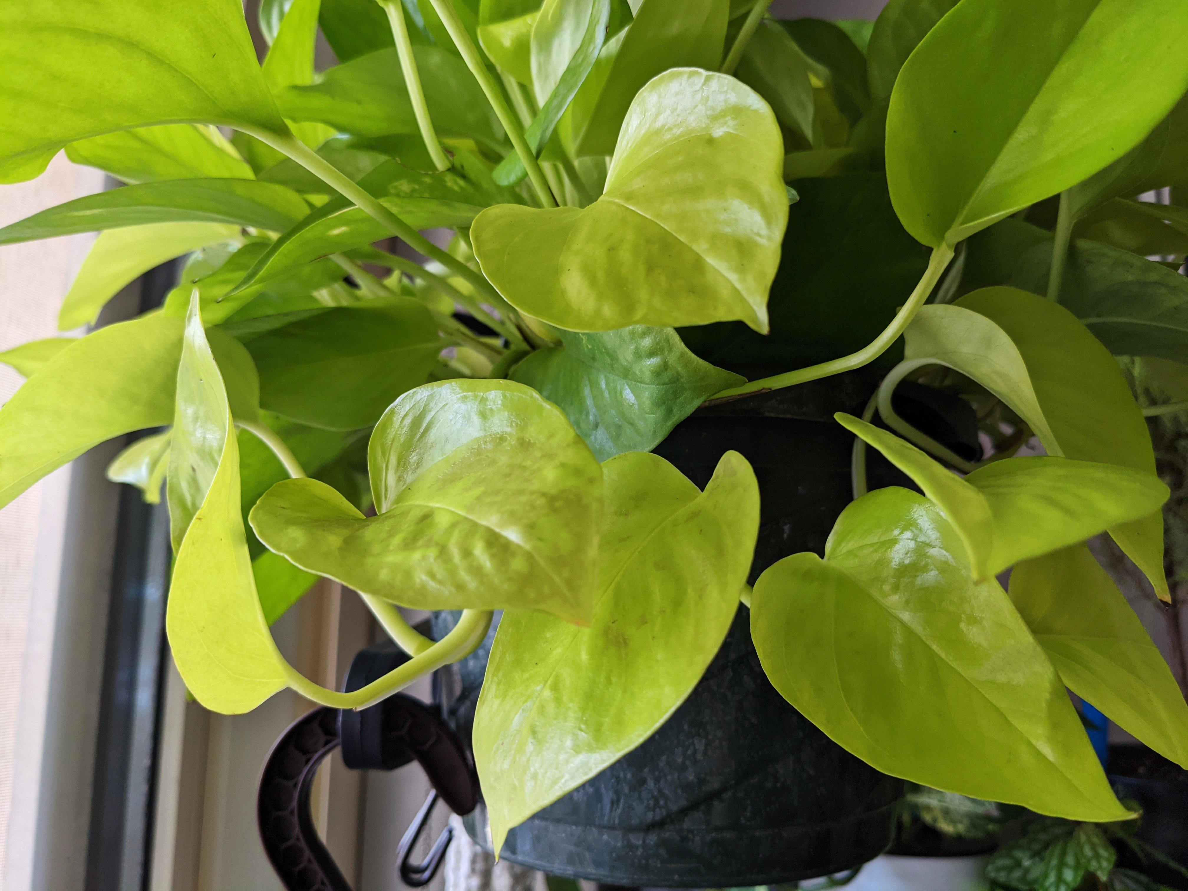 pothos neon variegated Neon Pothos | Shop Live House Plants