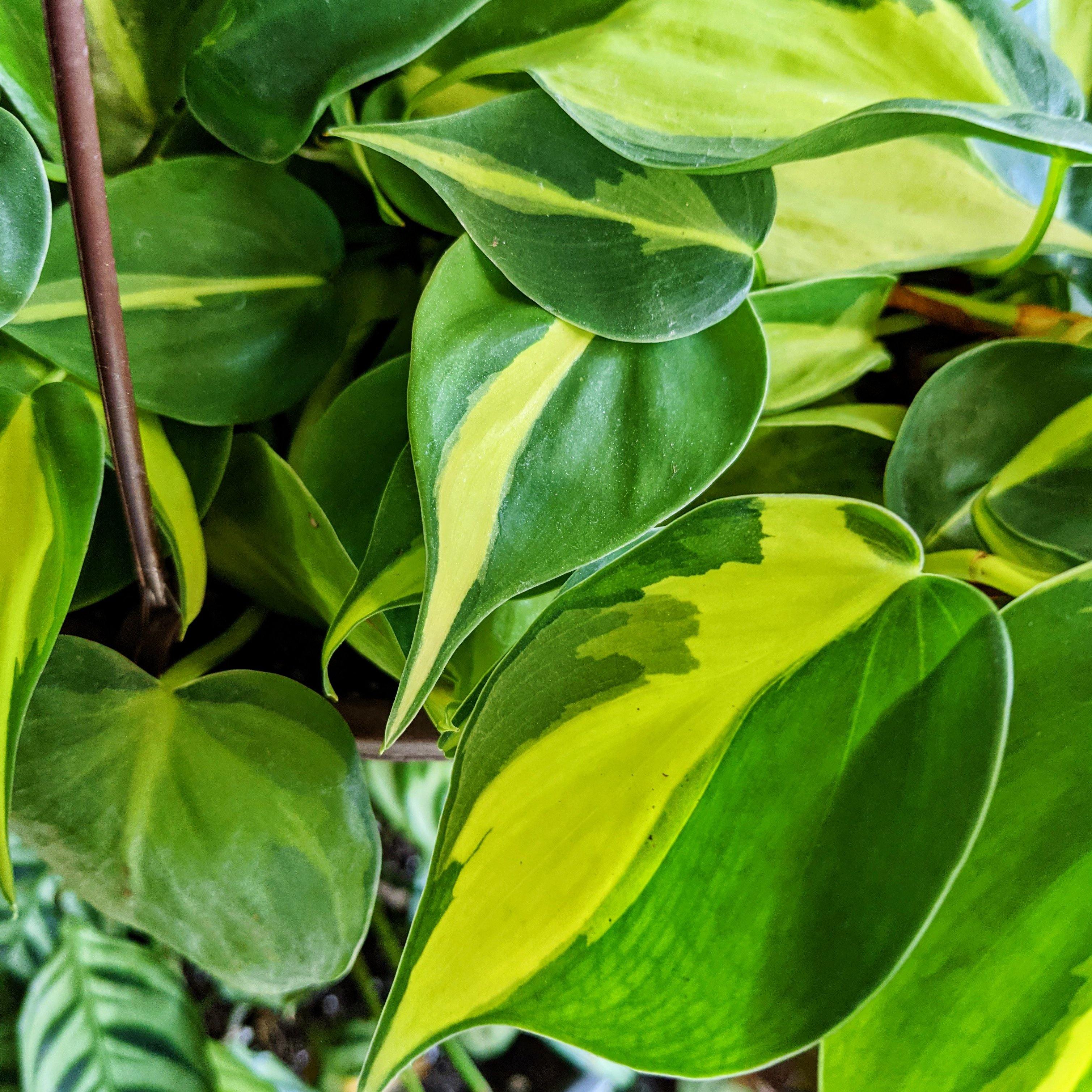 philodendron wikipedia Philodendron "Brasil" | Shop Live House Plants
