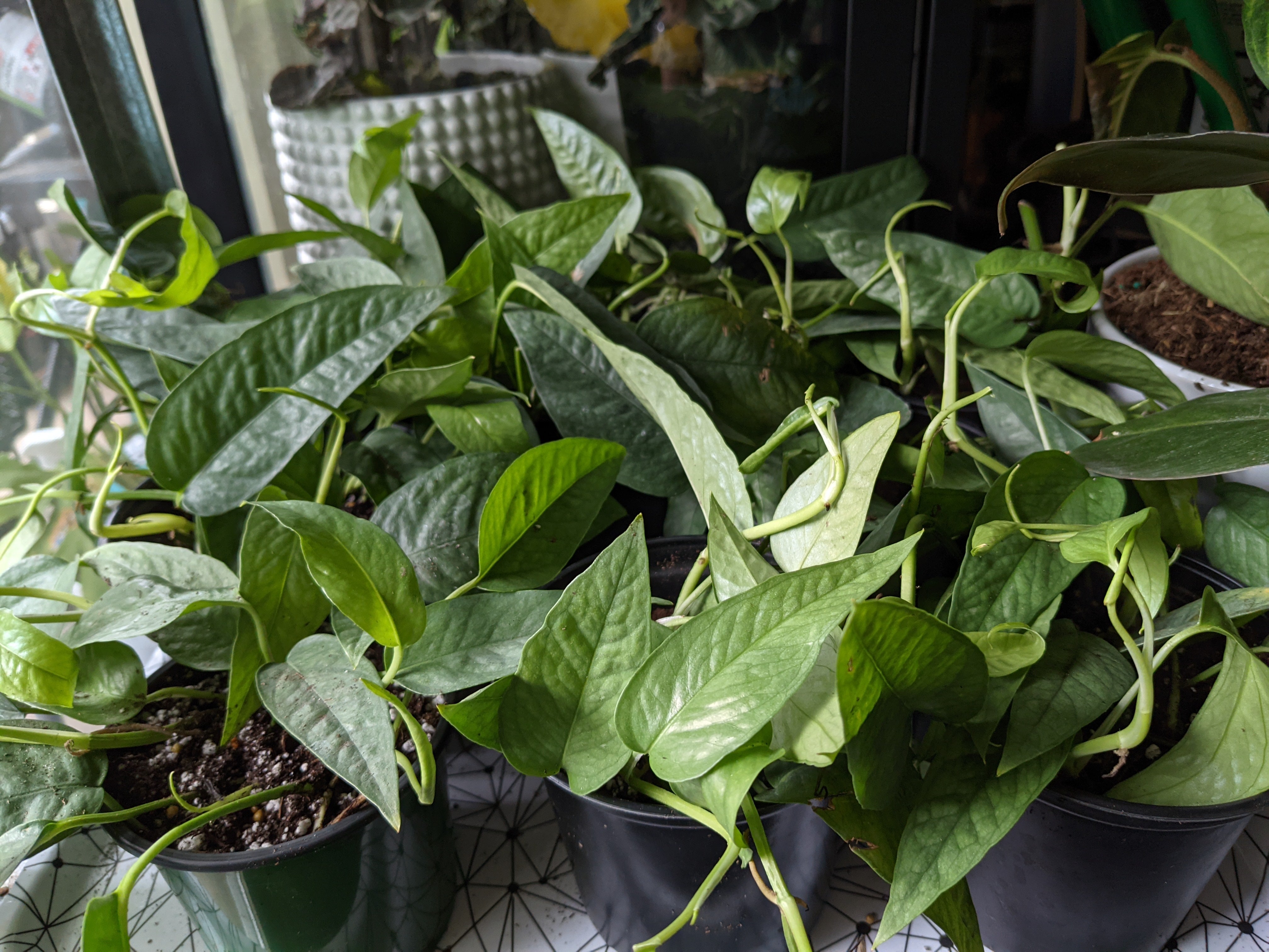 水草 BUCE for ponkotsushoten Philodendron 'Cebu Blue' (Epipremnum pinnatum