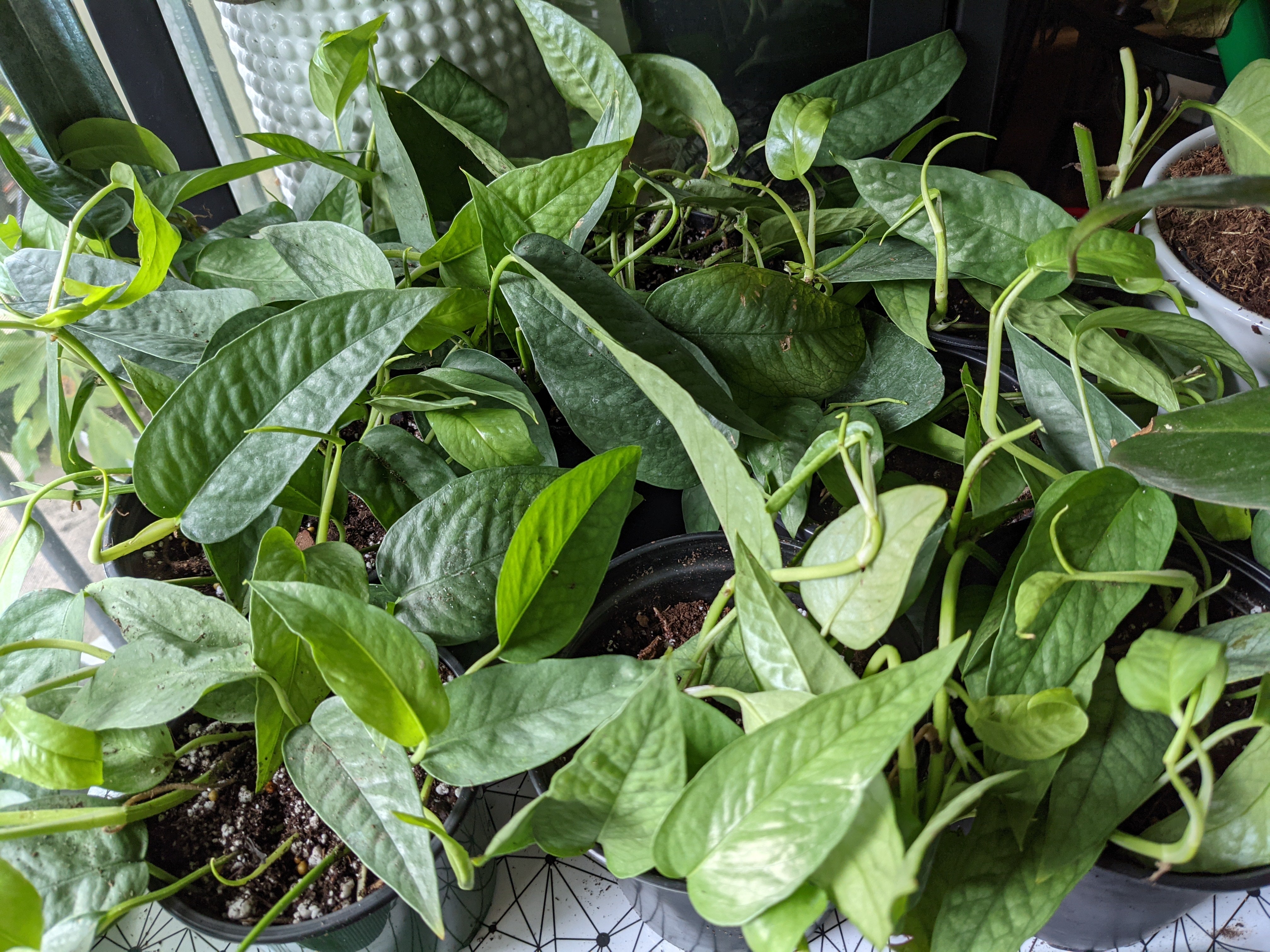 cebu blue pothos for sale Epipremnum Pinnatum Cebu Blue Cuttings