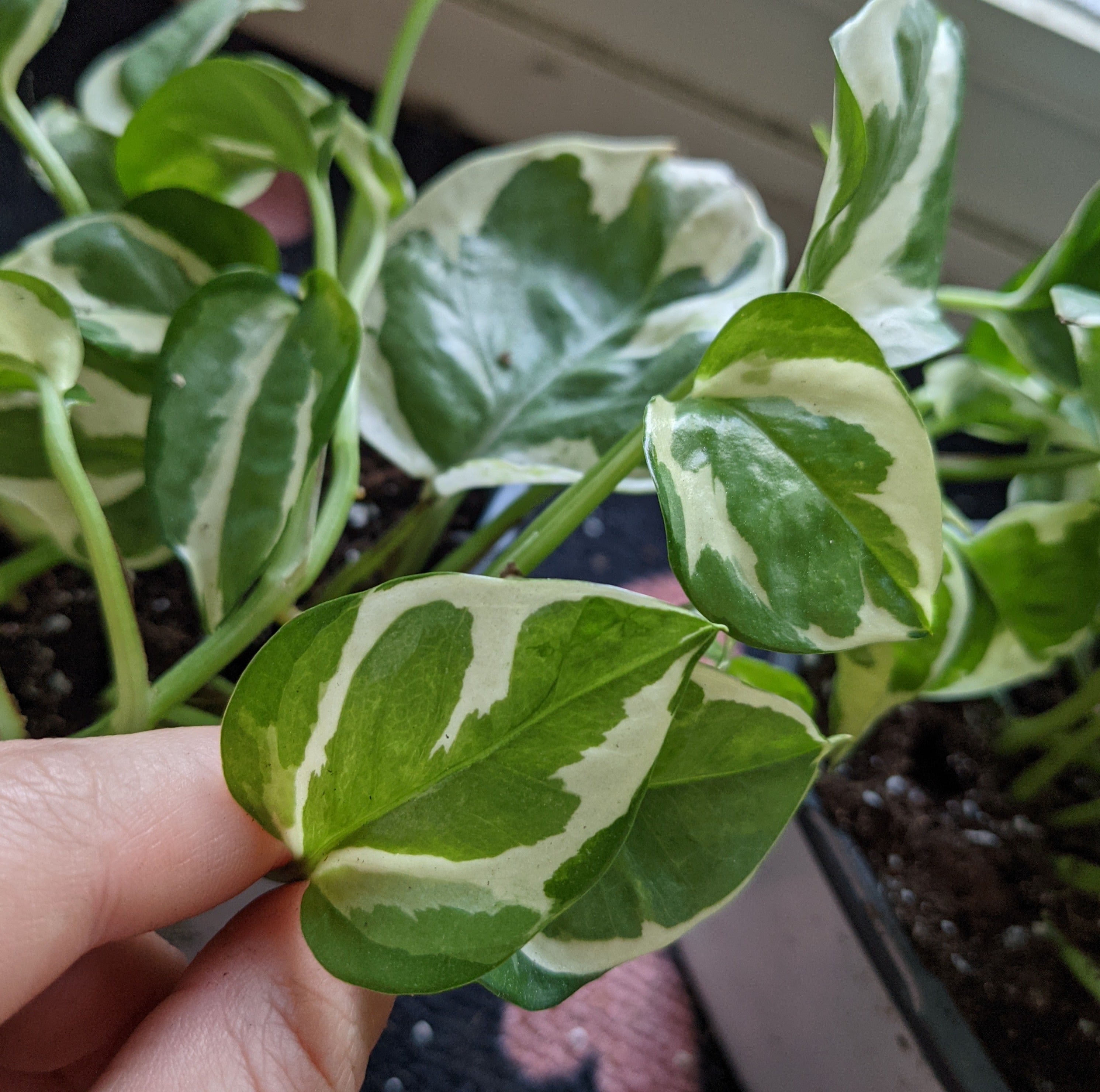glacier vs n'joy pothos N'Joy Pothos | Live House Plants For Sale