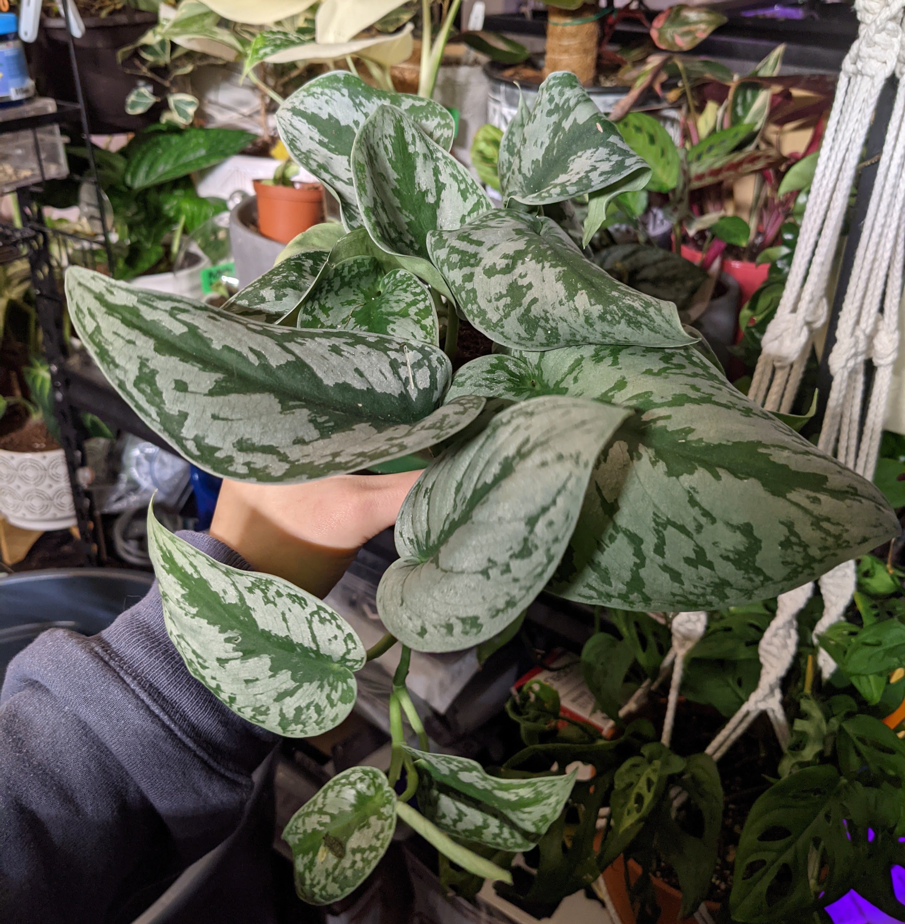 scindapsus hawaiian pothos Scindapsus Pictus 'Exotica' | Shop Houseplants