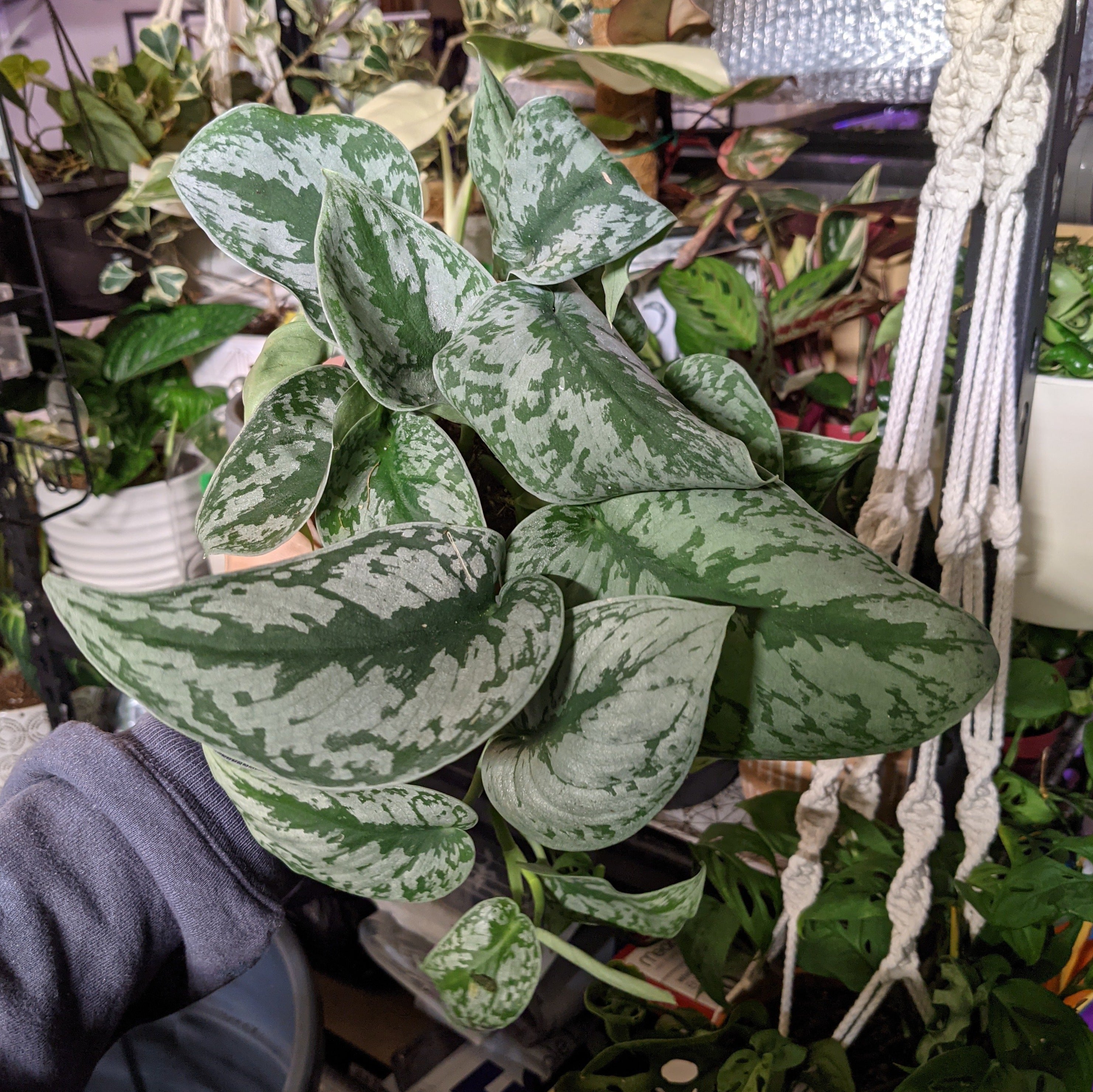 philodendron exotica Scindapsus Pictus "Exotica"
