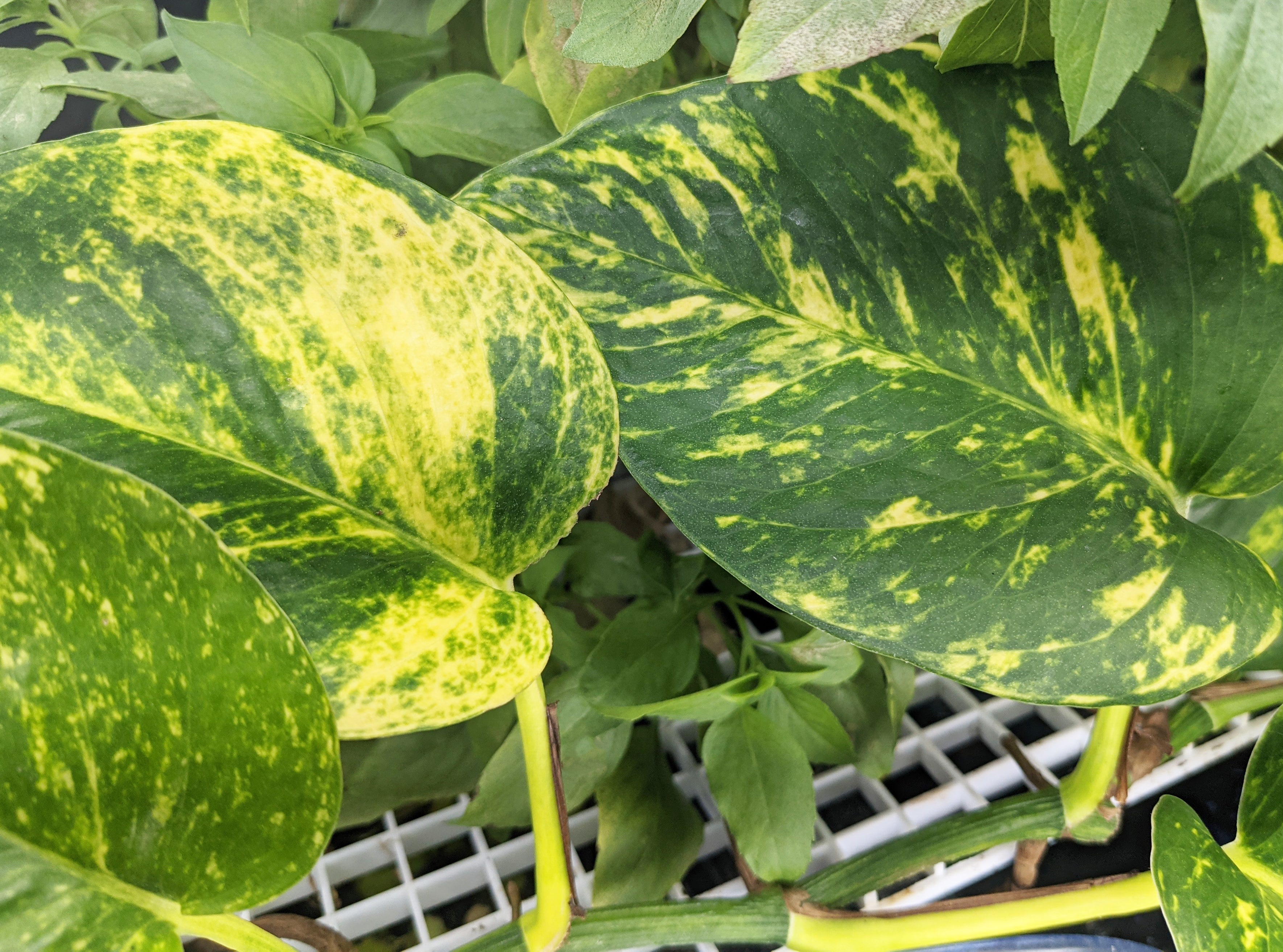 indoor pothos plant Golden Pothos