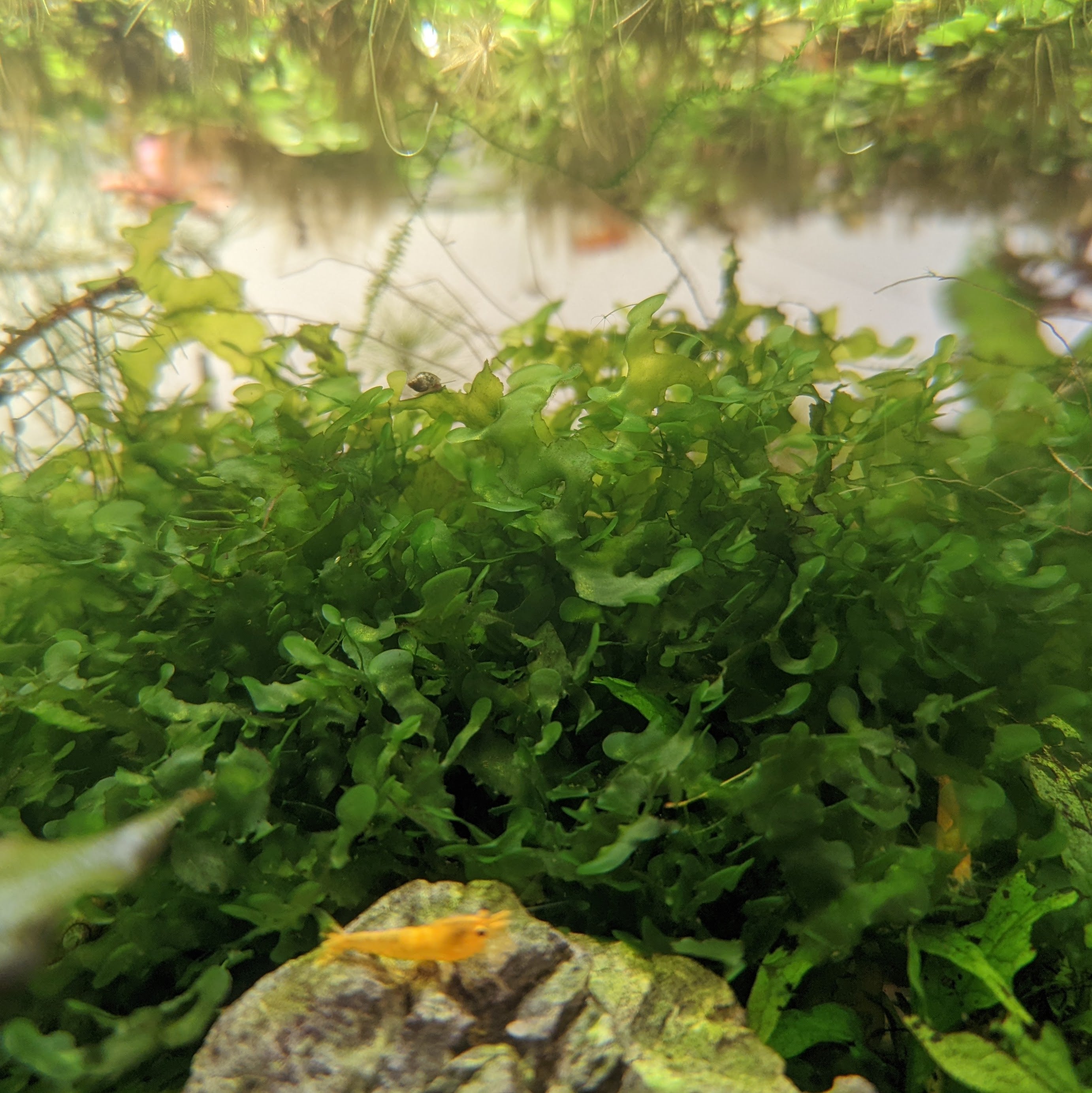 2 oz Cup of Java Moss, Live Aquarium Plants, Shrimp Betta Habitat Deco