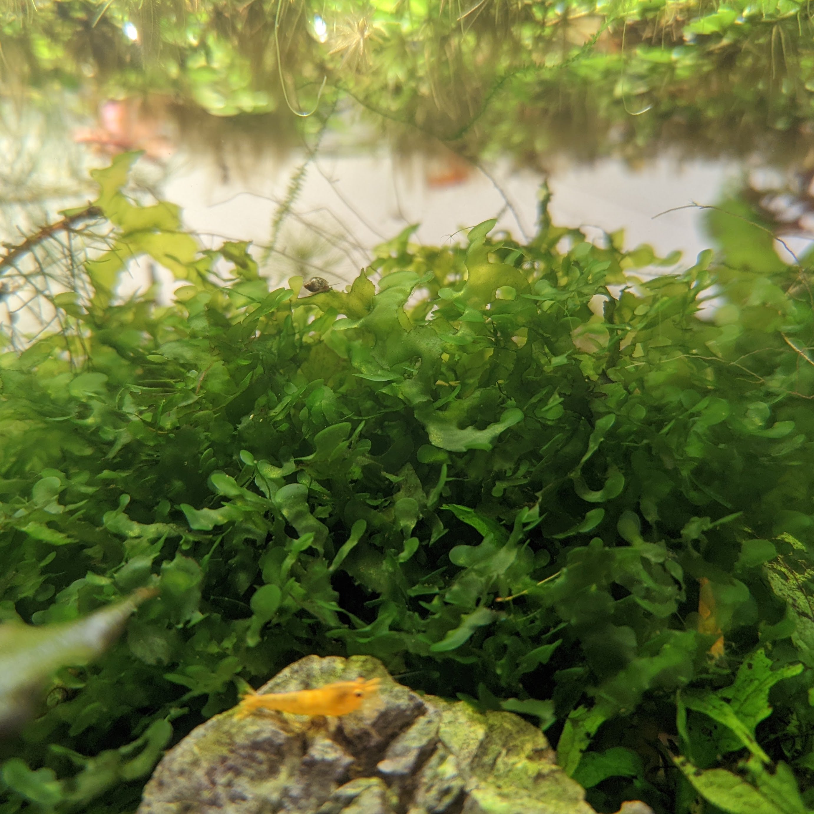  Christmas Moss Vesicularia Live Aquarium Plant Java Moss : Pet  Supplies