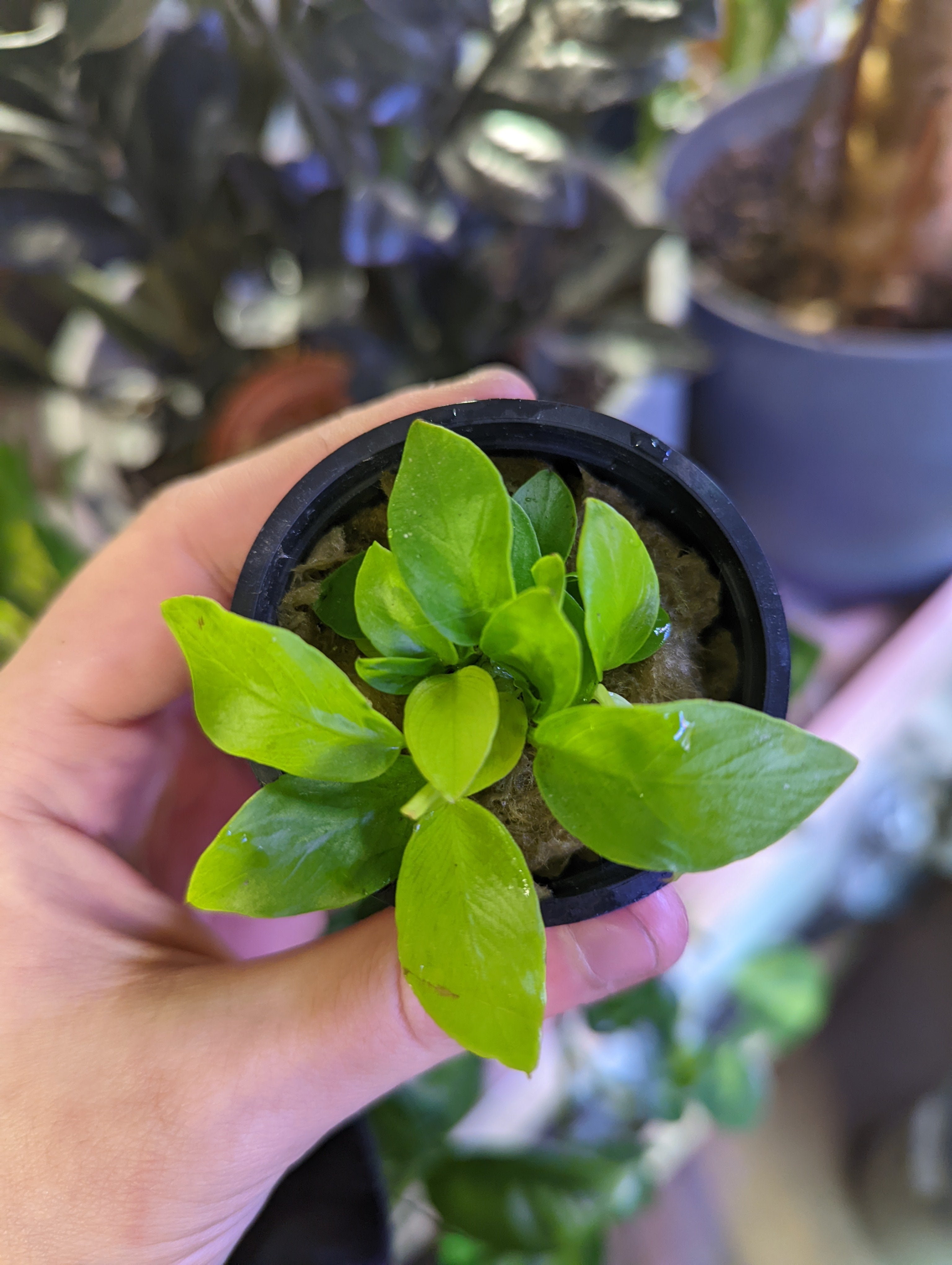 Anubias Nana Golden | Live Aquarium Plant | Windy City Aquariums