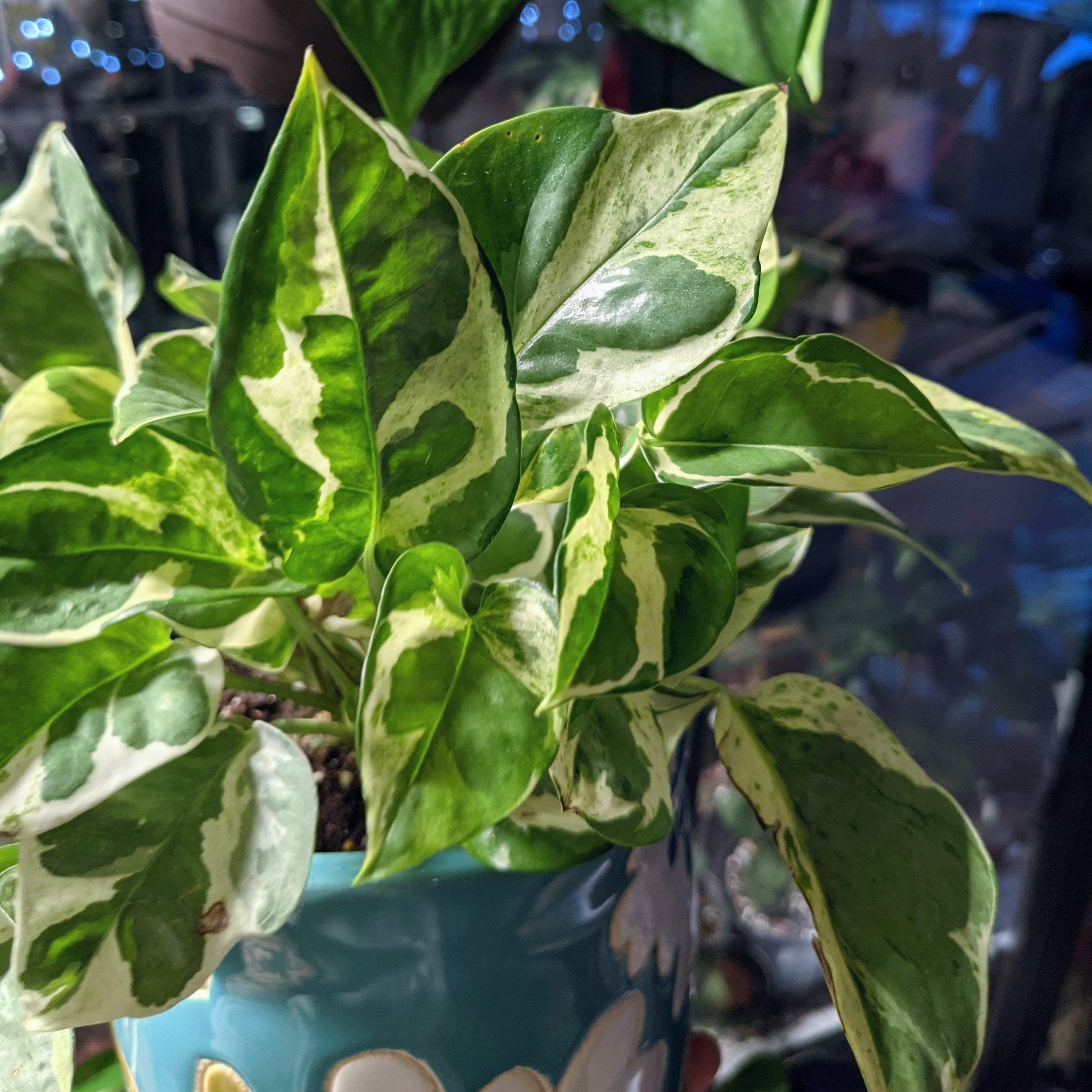 efeutute pearls and jade Pearls And Jade Pothos | Live House Plants