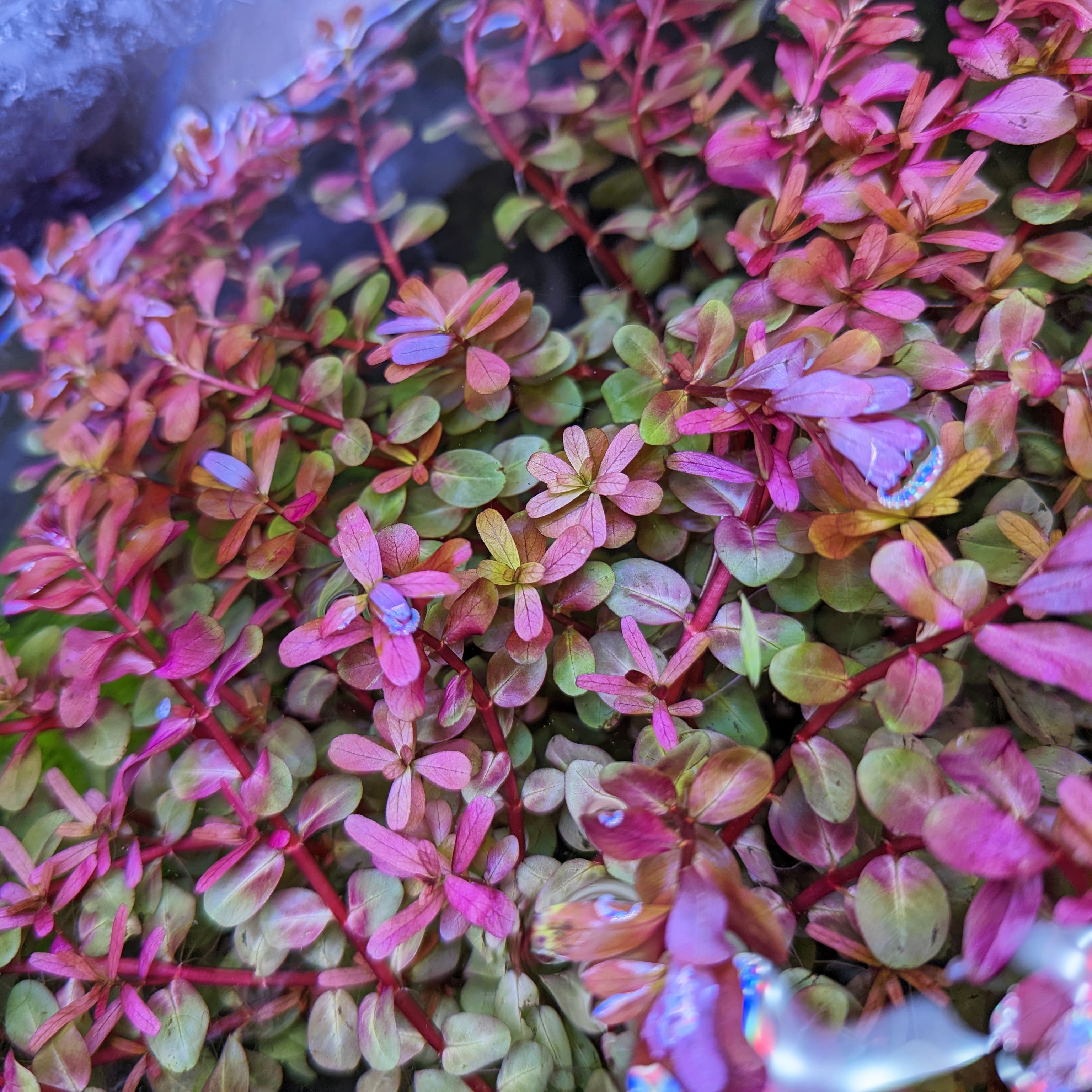Live Aquarium Plants For Tropical Fish Rotala Rotundifolia H ra Live live-aquarium-plants-for-tropical-fish-rotala-rotundifolia-h-ra-live