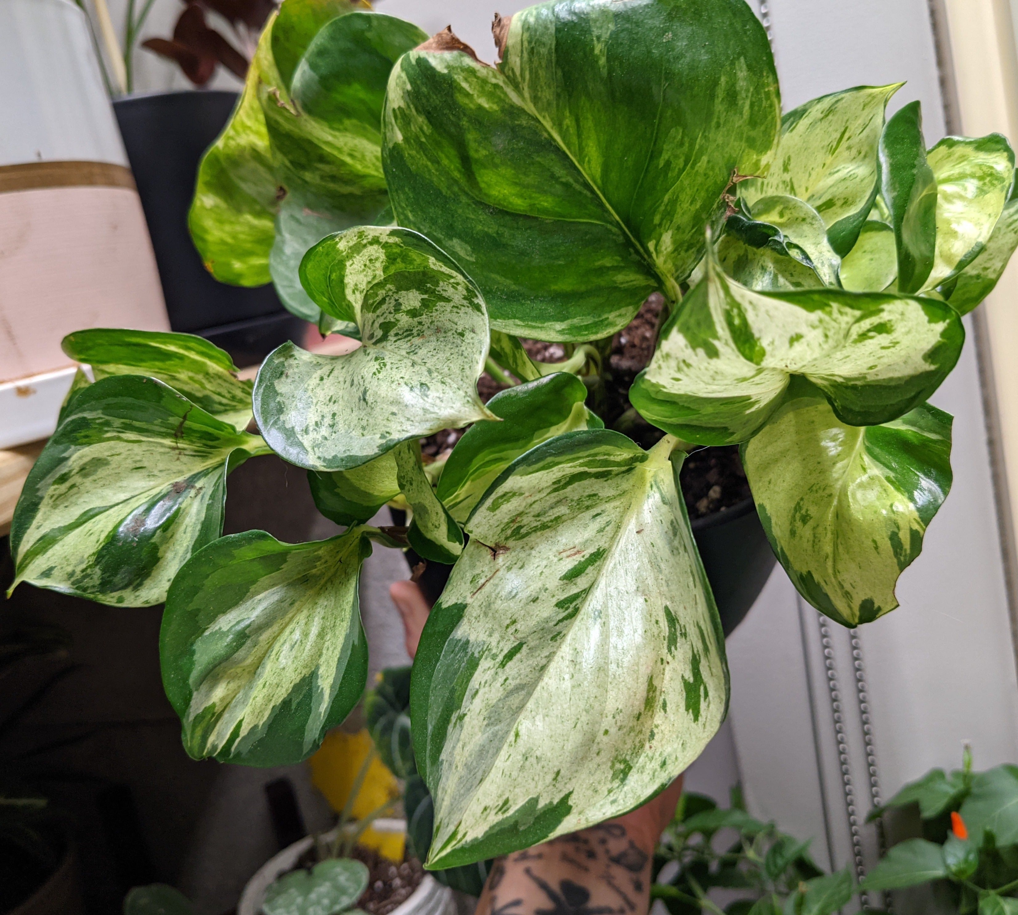 Manjulas Pothos Live Houseplants Chicago, IL Windy City Aquariums
