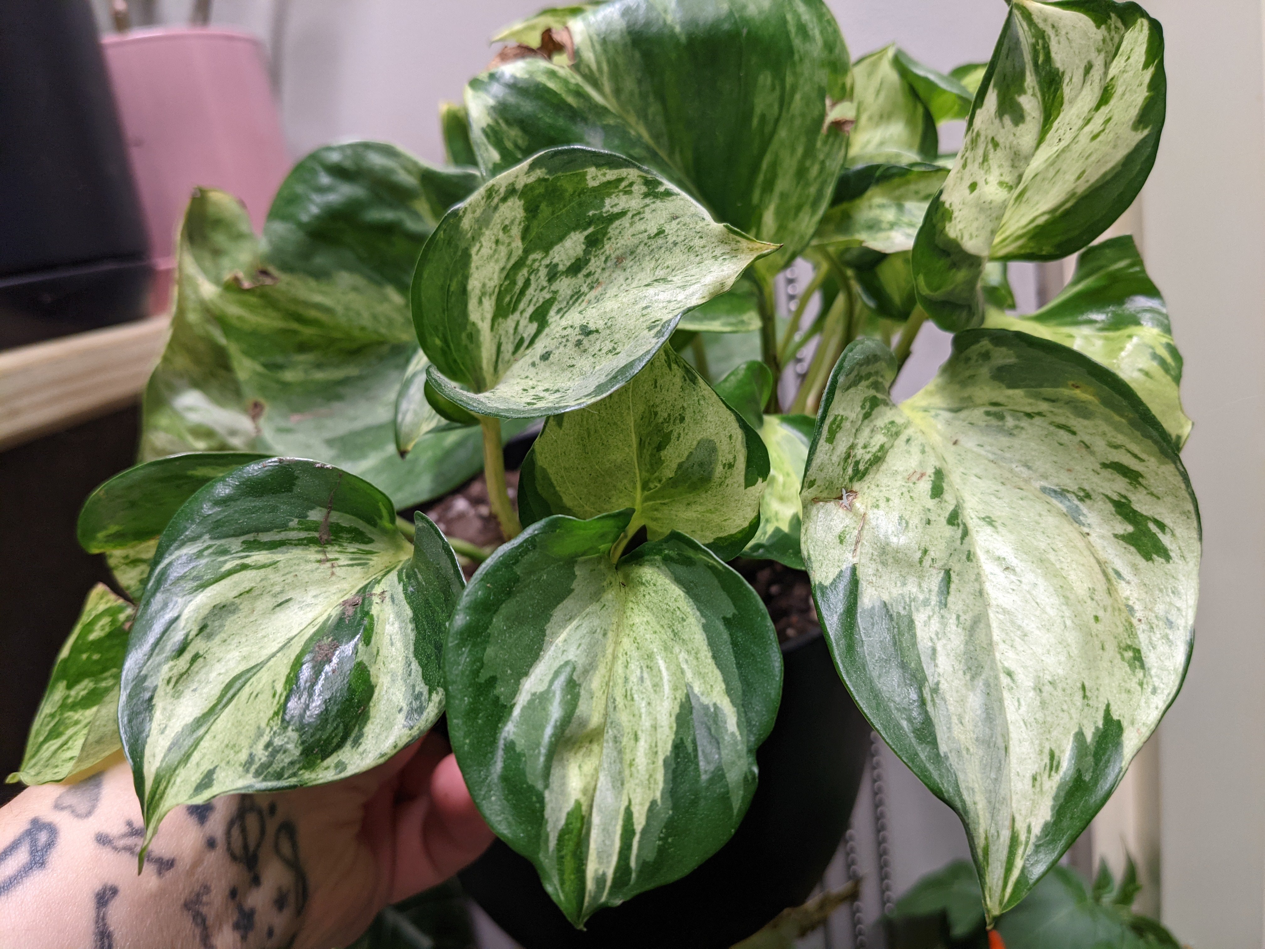 Manjulas Pothos Live Houseplants Chicago, IL Windy City Aquariums