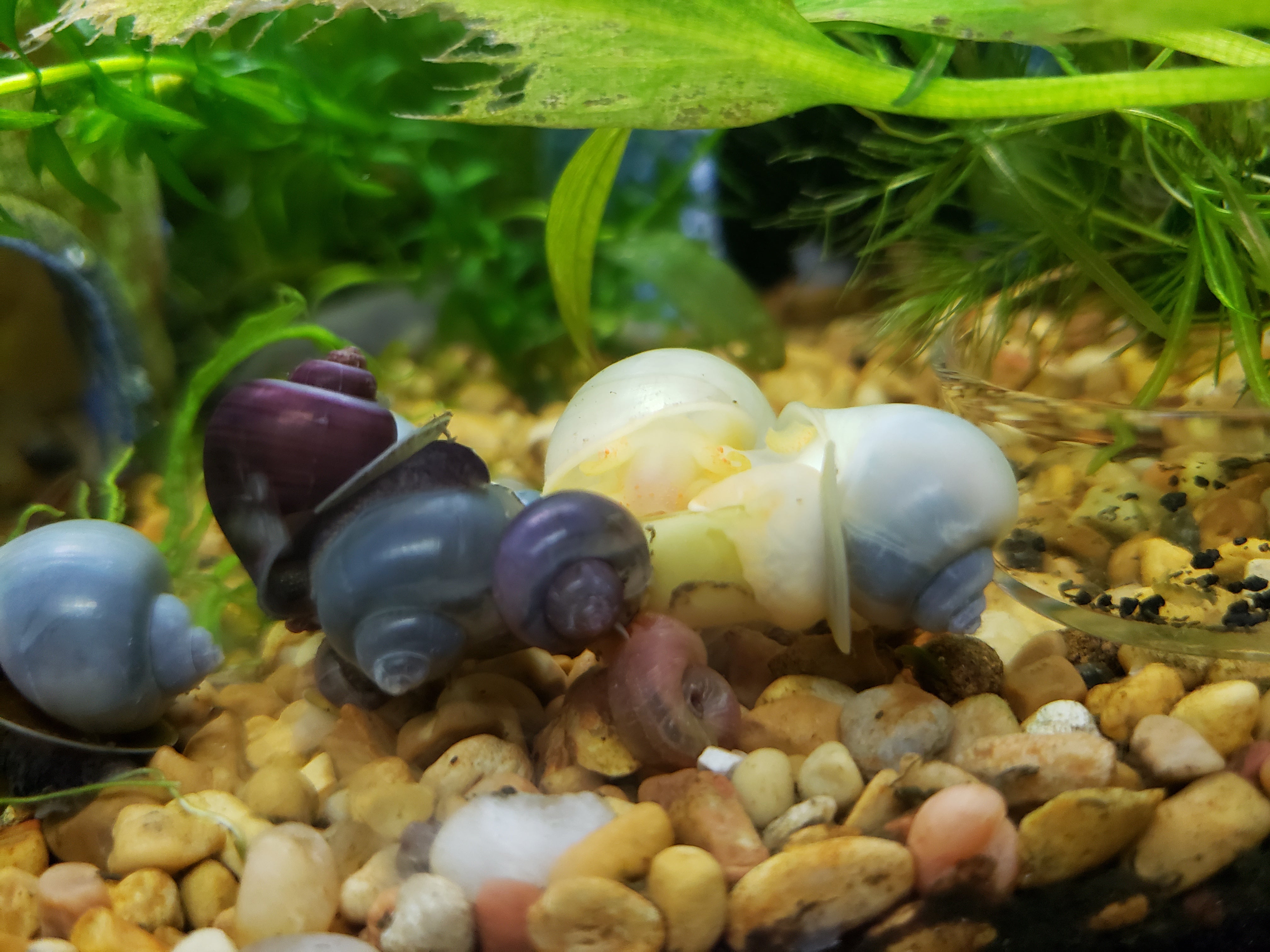 Mystery Snail Care: The Complete Guide for Beginners | Windy City Aquariums
