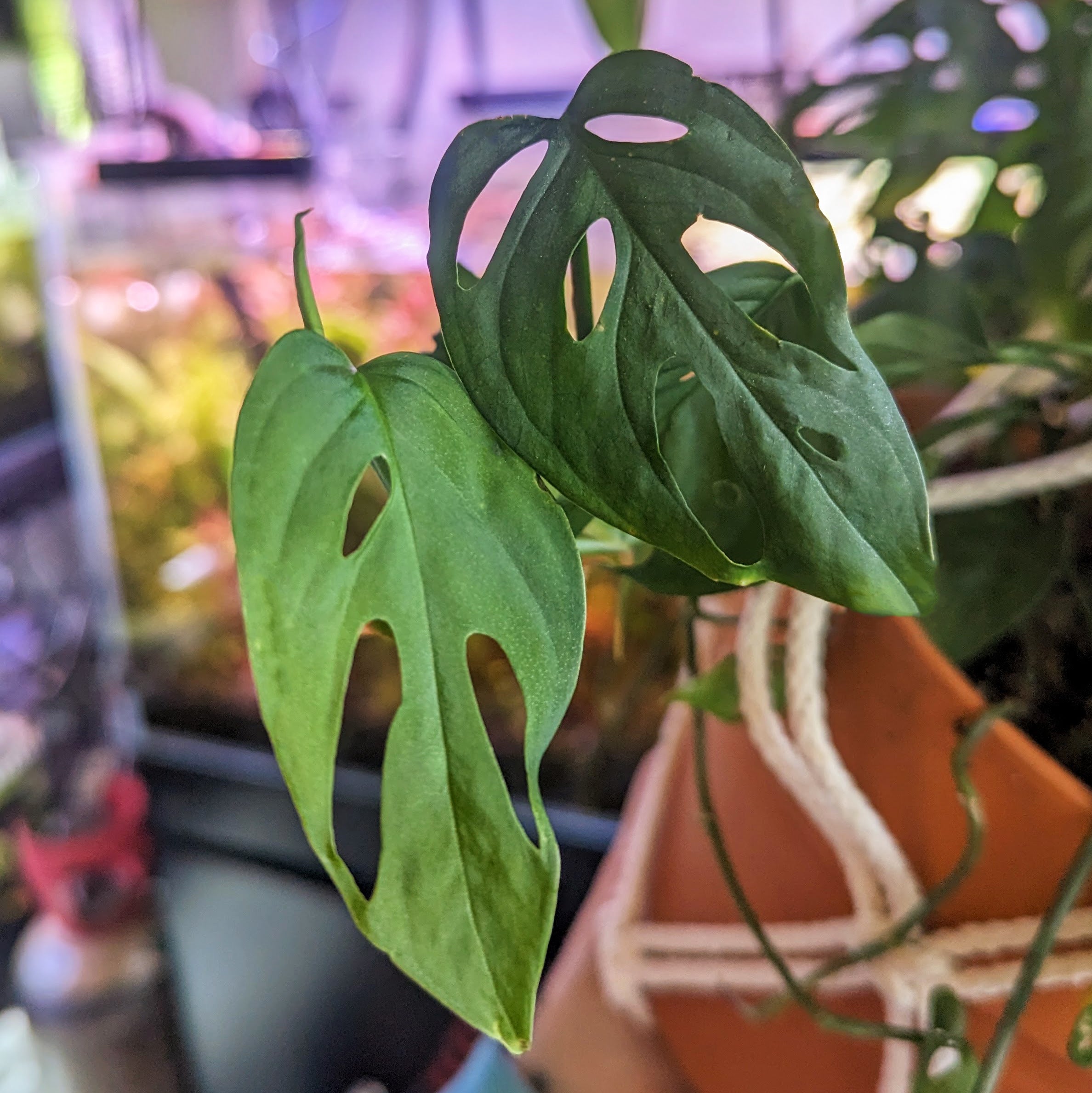 Monstera Adansonii (Swiss Cheese Plant) For Sale Chicago, IL Windy City Aquariums