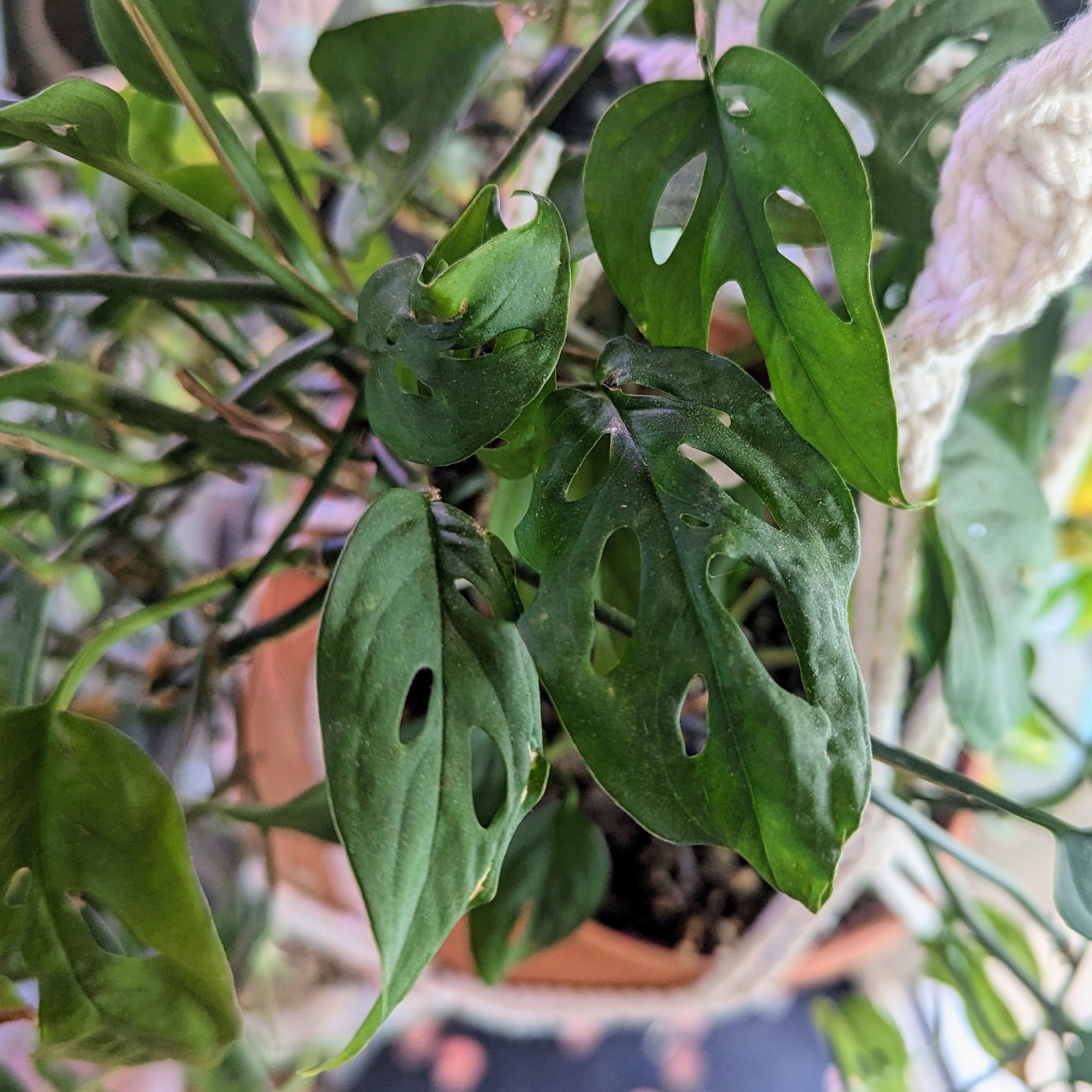 Monstera Adansonii (Swiss Cheese Plant) For Sale Chicago, IL