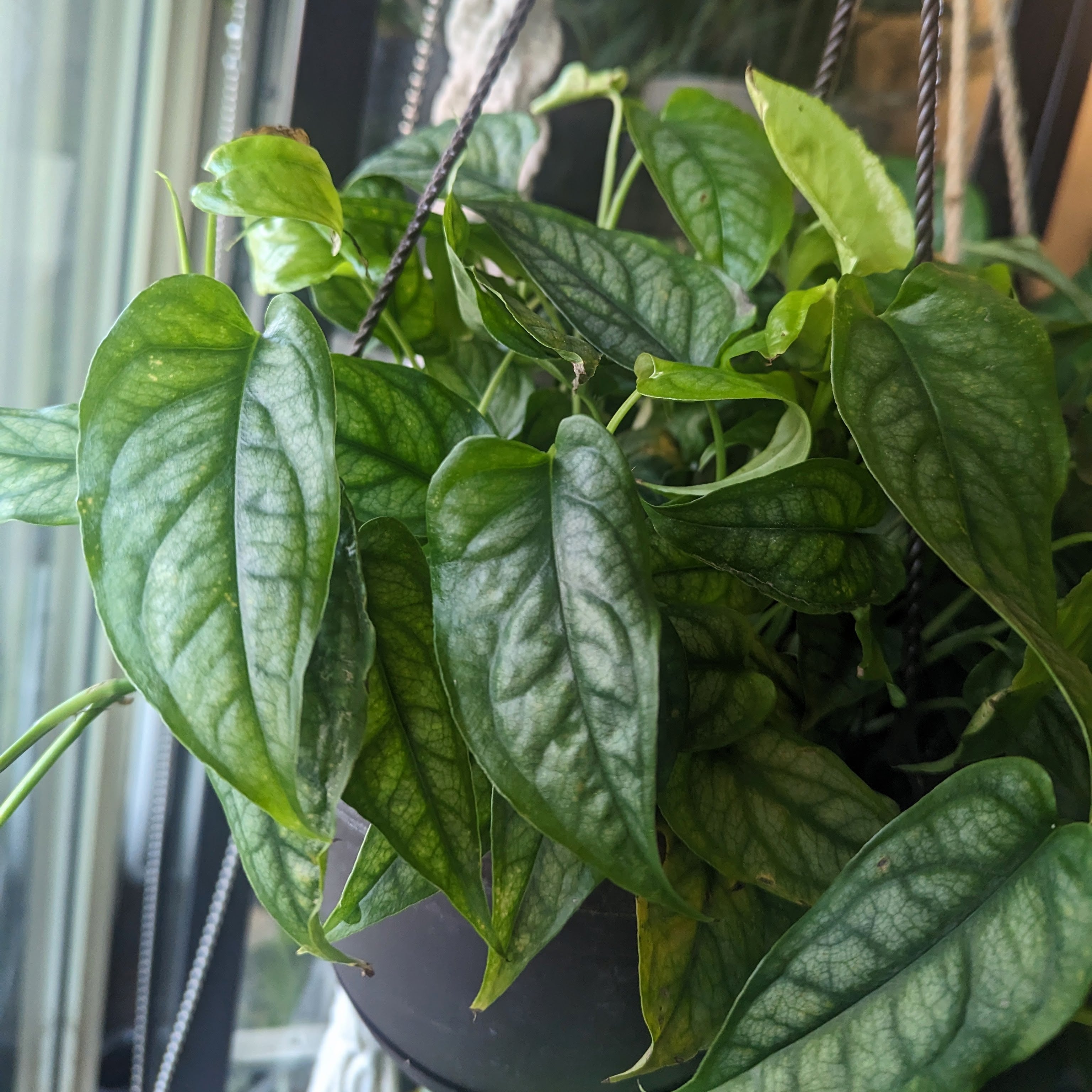 Monstera Siltepecana Shop Homegrown Live Houseplants Chicago, IL