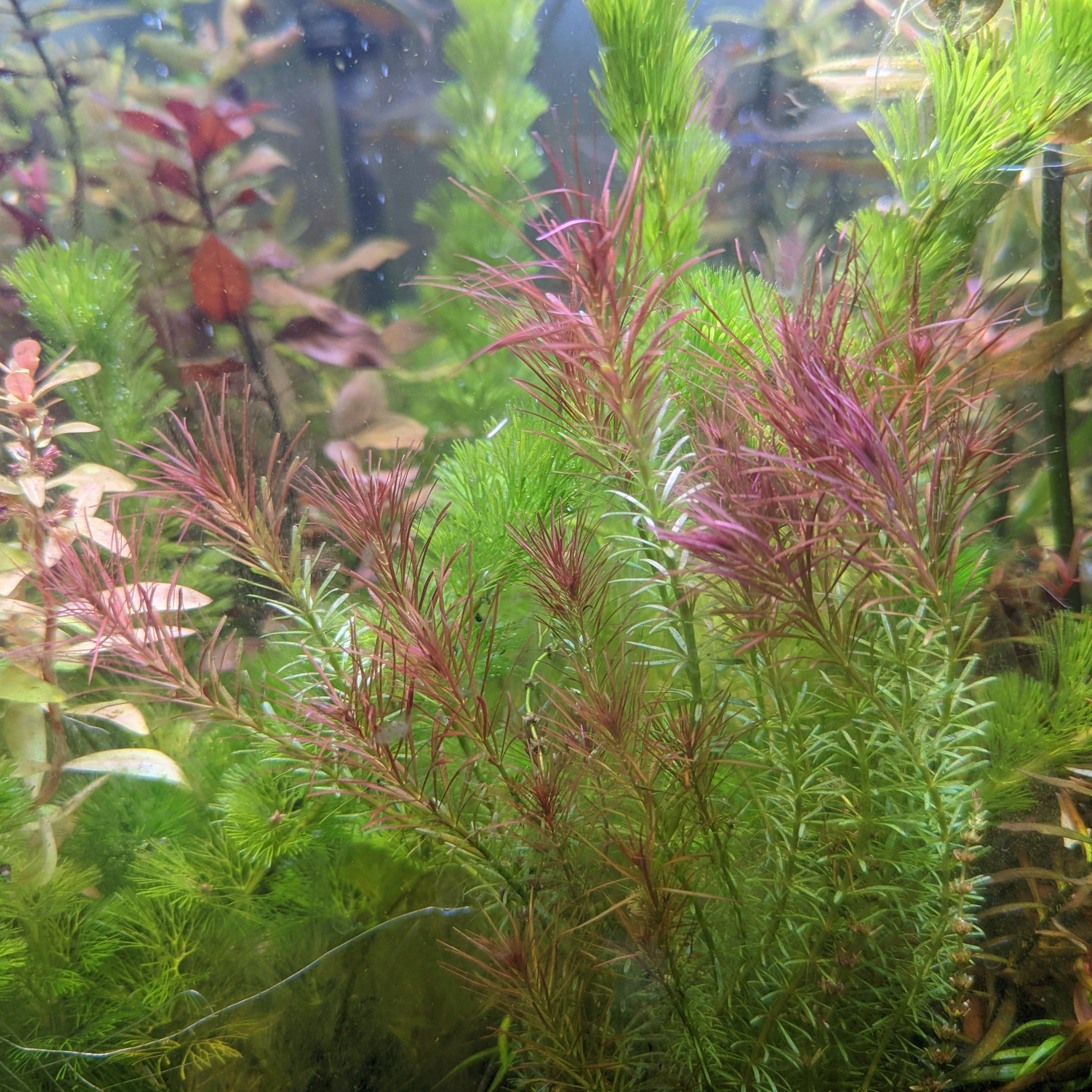 Rotala Wallichii | Shop Live Aquarium Plants | Windy City Aquariums