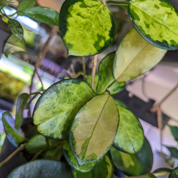 Hoya Australis Lisa