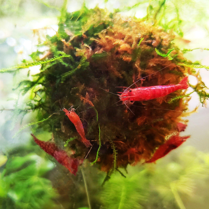 10 Red Cherry Shrimp - Windy City Aquariums