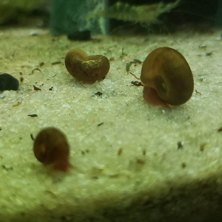 Brown Ramshorn Snails (5-7) - Windy City Aquariums