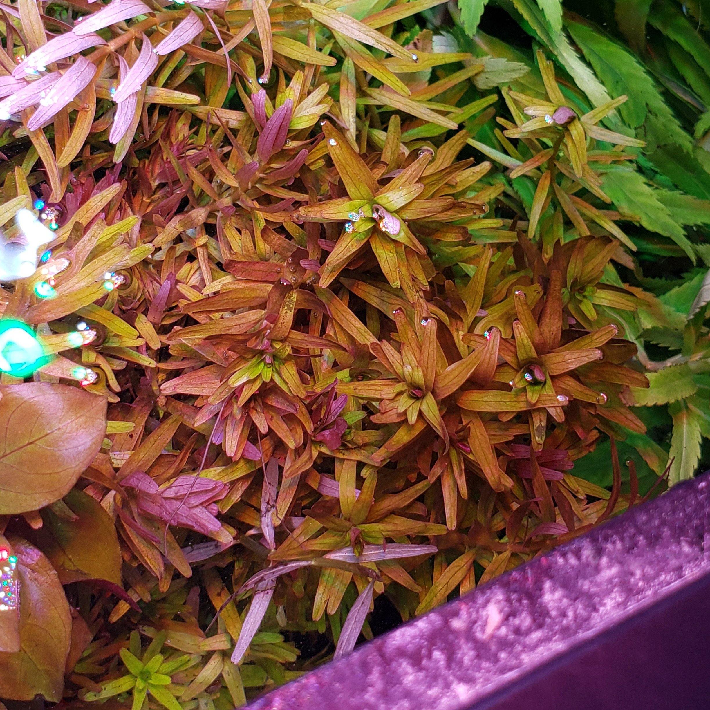 Indian Rotala Rotala Indica