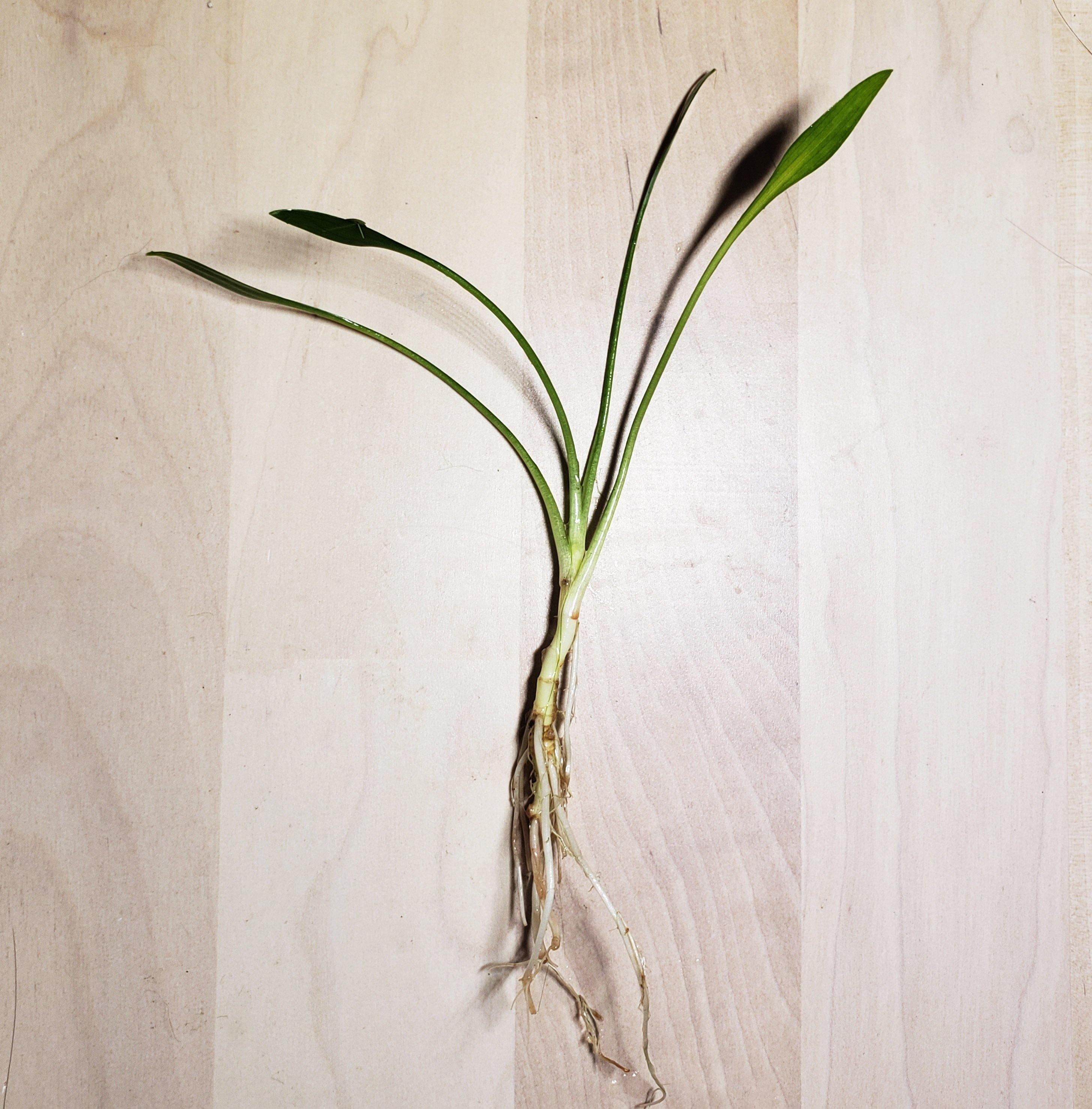 Cryptocoryne Parva - Windy City Aquariums