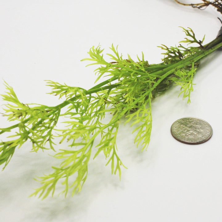 Water Sprite Laceleaf (Ceratopteris Thalictroides) - Windy City Aquariums