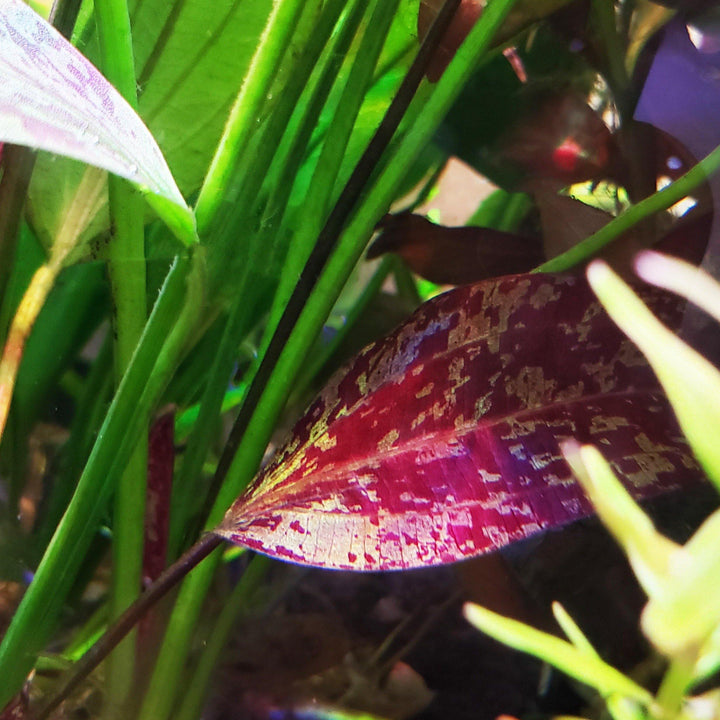 Red Flame Sword - Windy City Aquariums