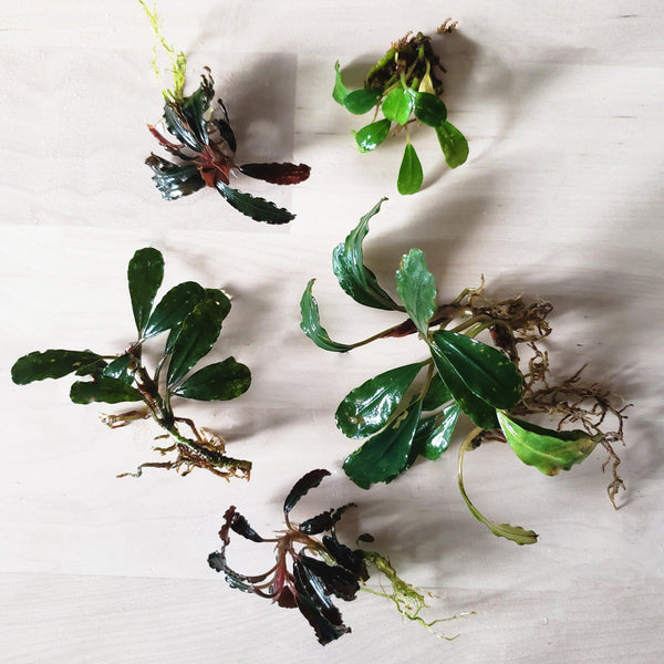 Assorted Bucephalandra - Windy City Aquariums