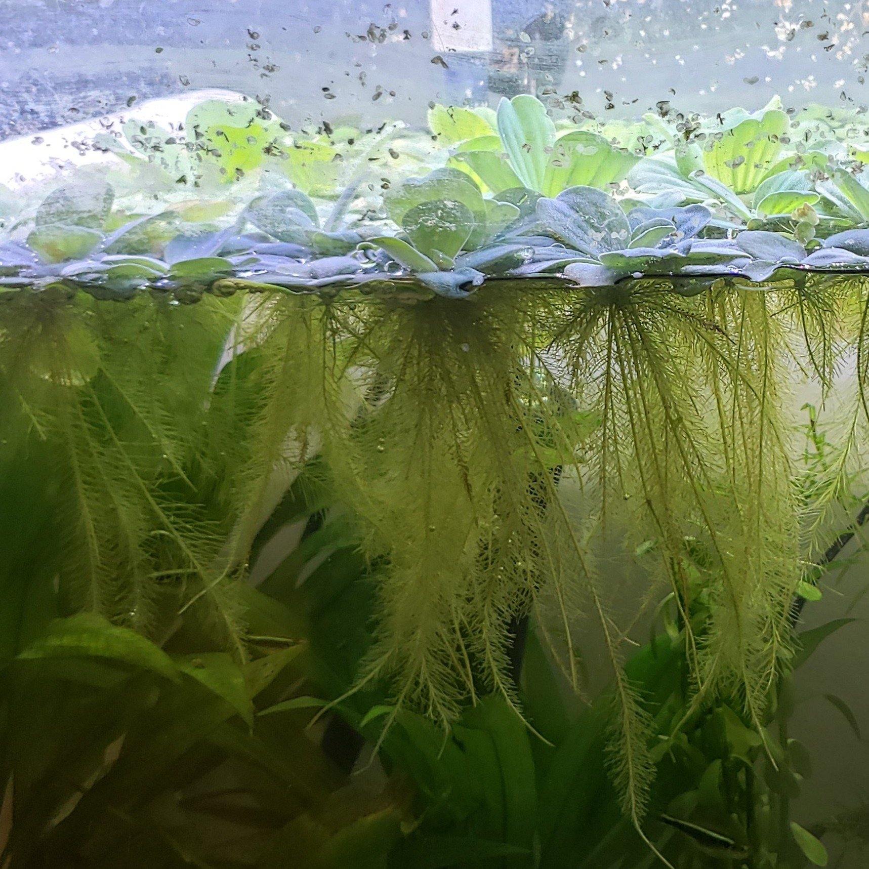 Dwarf Water Lettuce - Windy City Aquariums