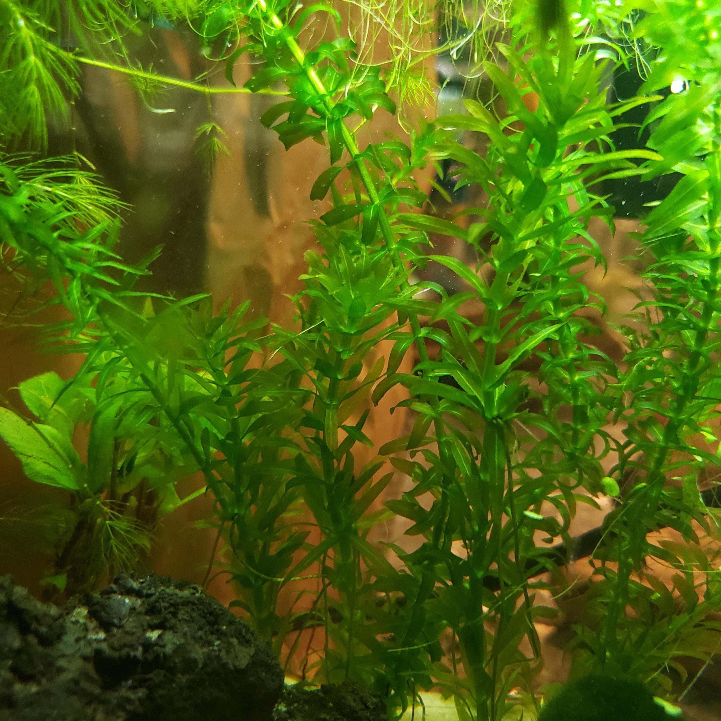 Anacharis (Egeria Densa) | Live Aquarium Plant | Windy City Aquariums