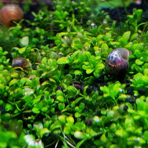 Dwarf Baby Tears - Windy City Aquariums