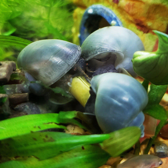 Blue Mystery Snails (Pomacea Bridgesii) Windy City Aquariums