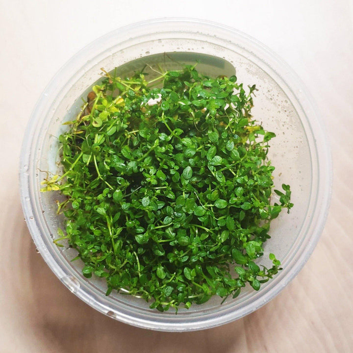 Dwarf Baby Tears - Windy City Aquariums