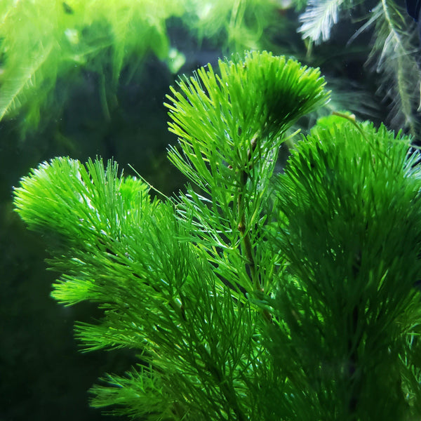 Green Cabomba - Windy City Aquariums