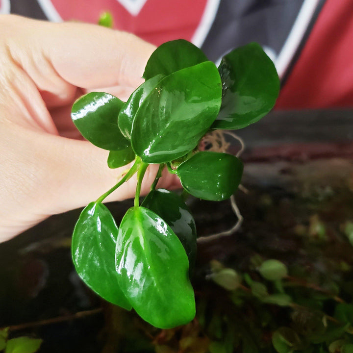 Anubias Bateri Var Nana - Windy City Aquariums