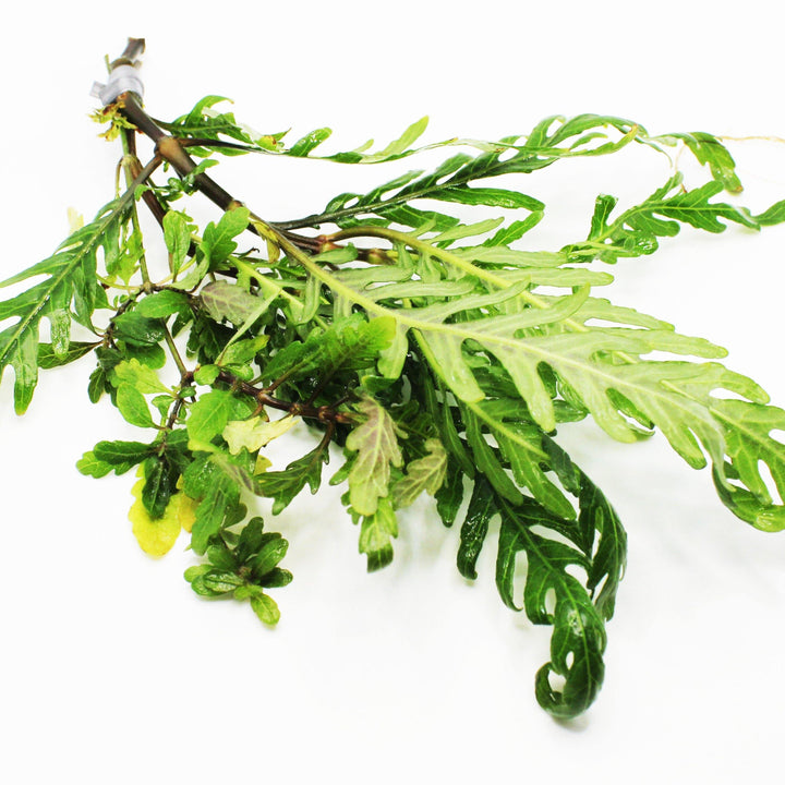 Hygrophila Pinnatifida - Windy City Aquariums